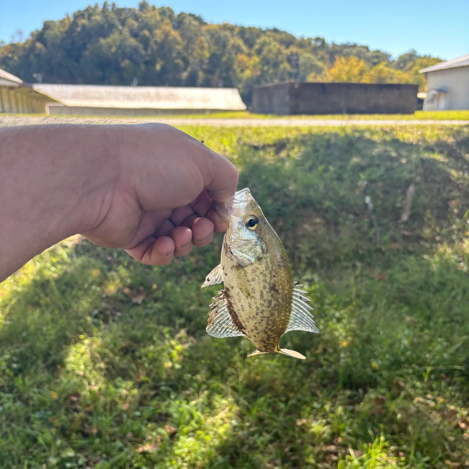 Fish caught on Fishbrain
