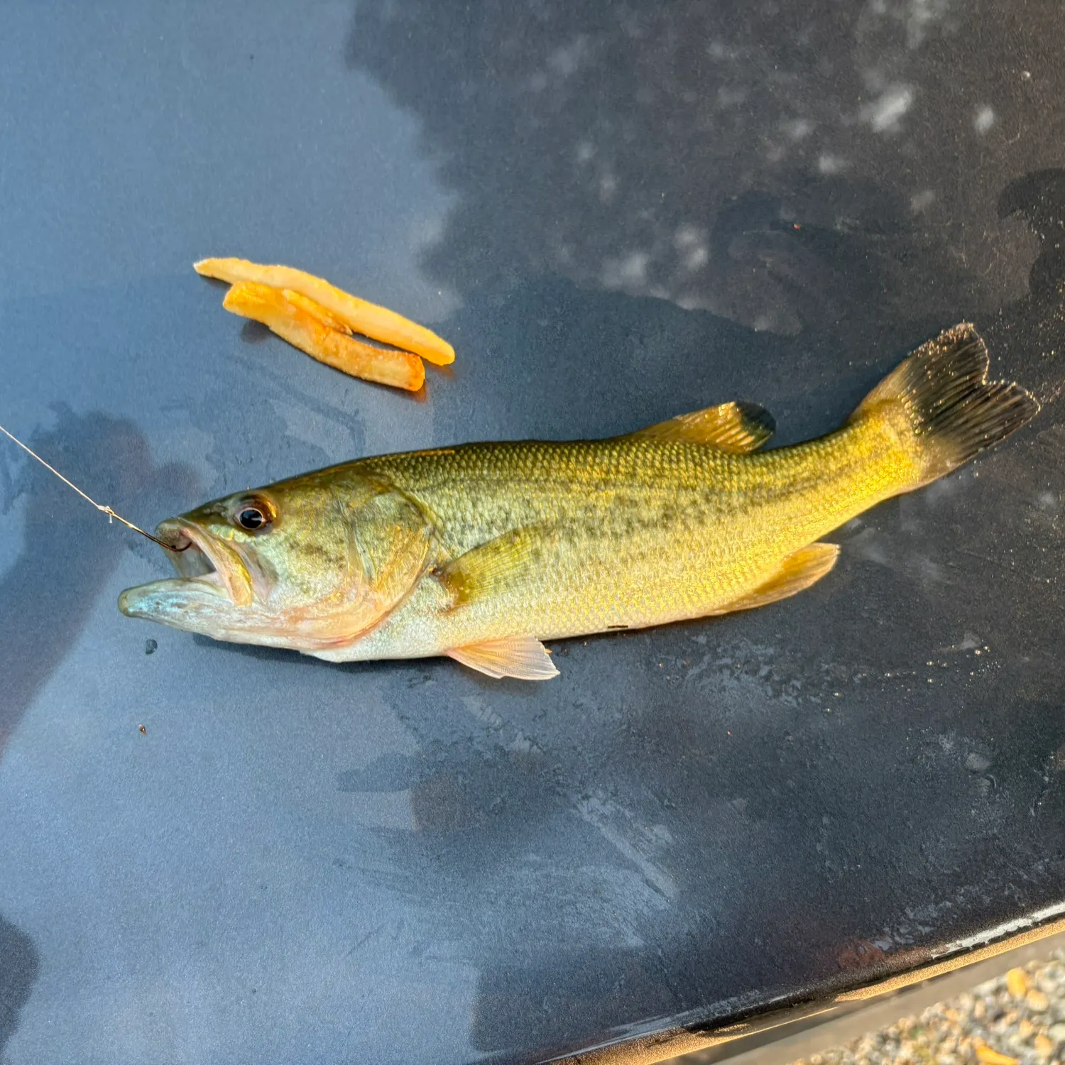Largemouth bass caught on Fishbrain