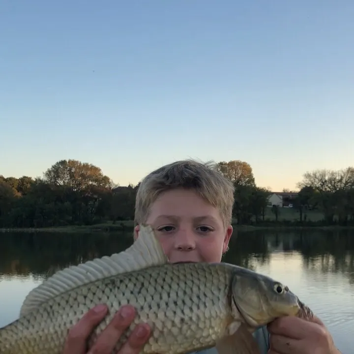 Common carp caught on Fishbrain