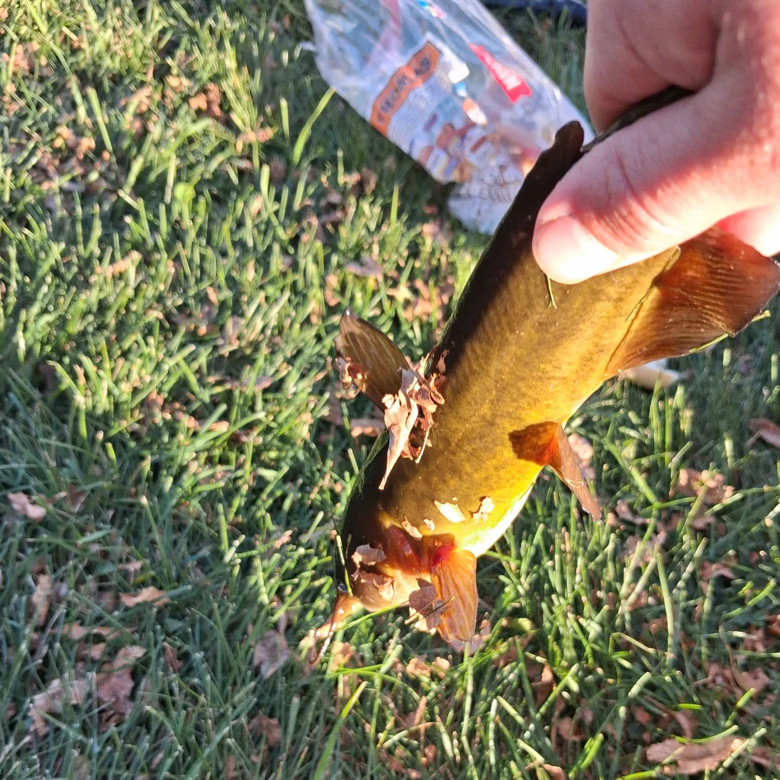 Yellow bullhead caught on Fishbrain