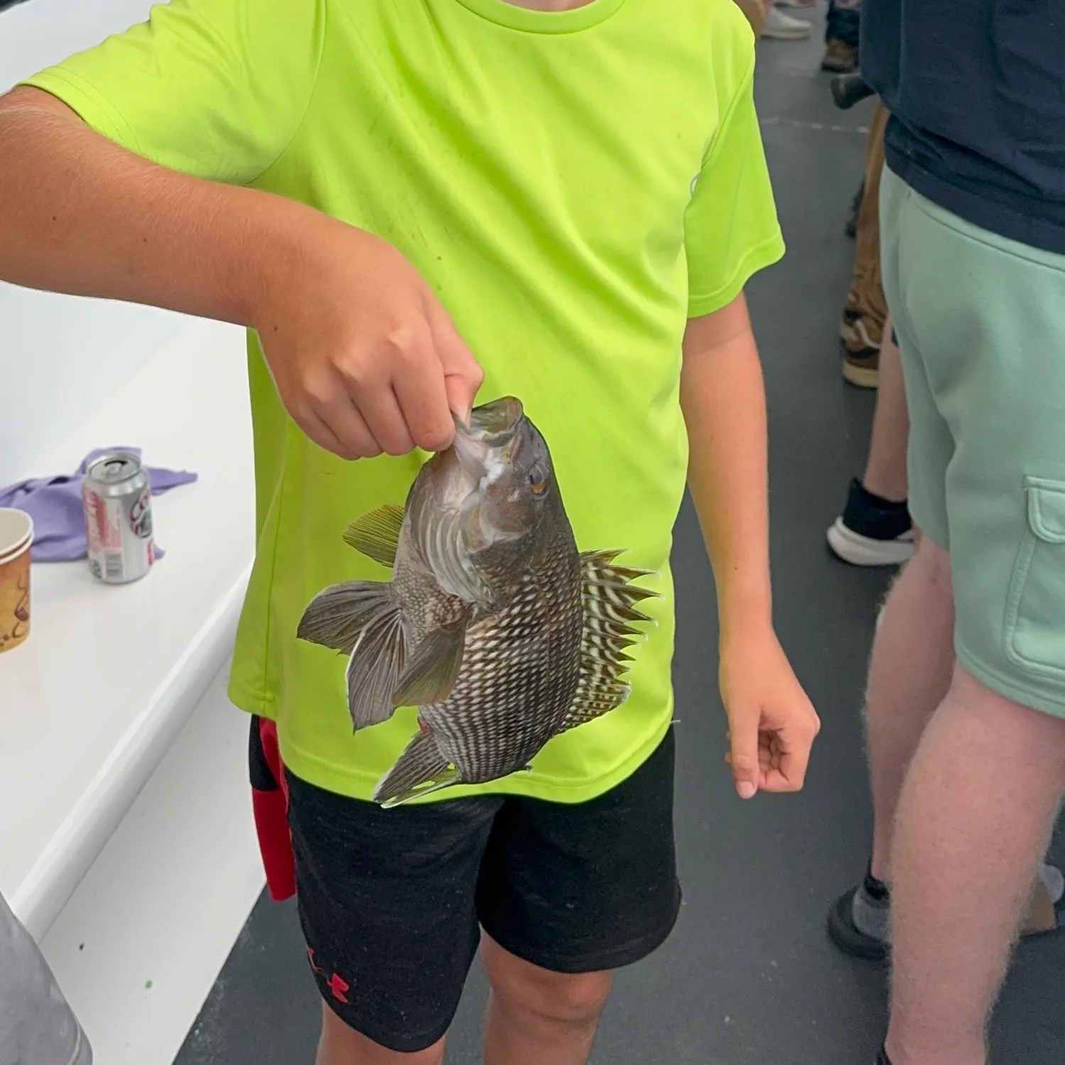 The most recent Black sea bass catches on Fishbrain