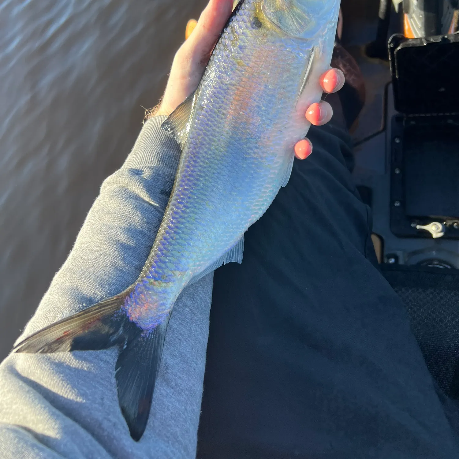 The most recent American shad catches on Fishbrain