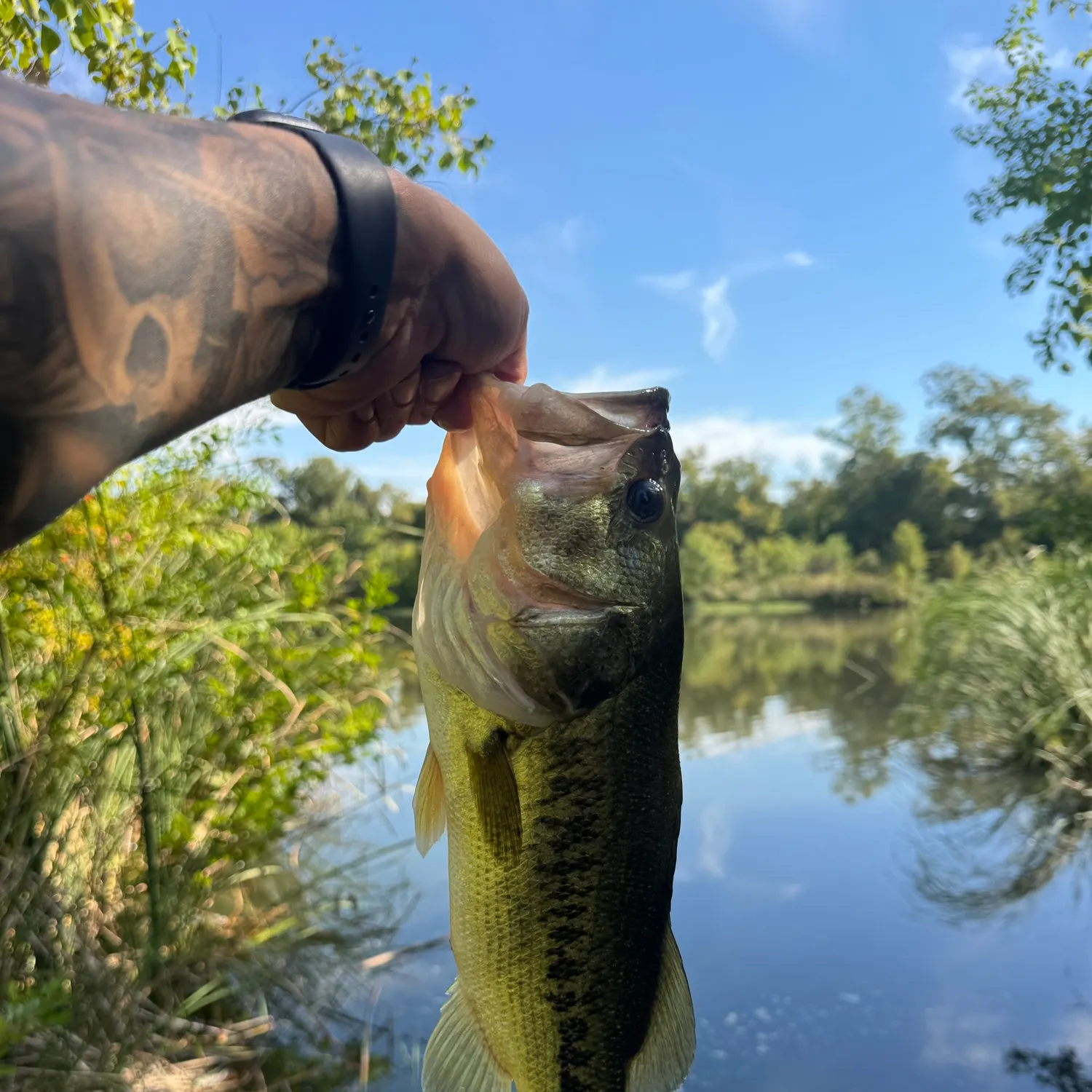 Largemouth bass caught on Fishbrain
