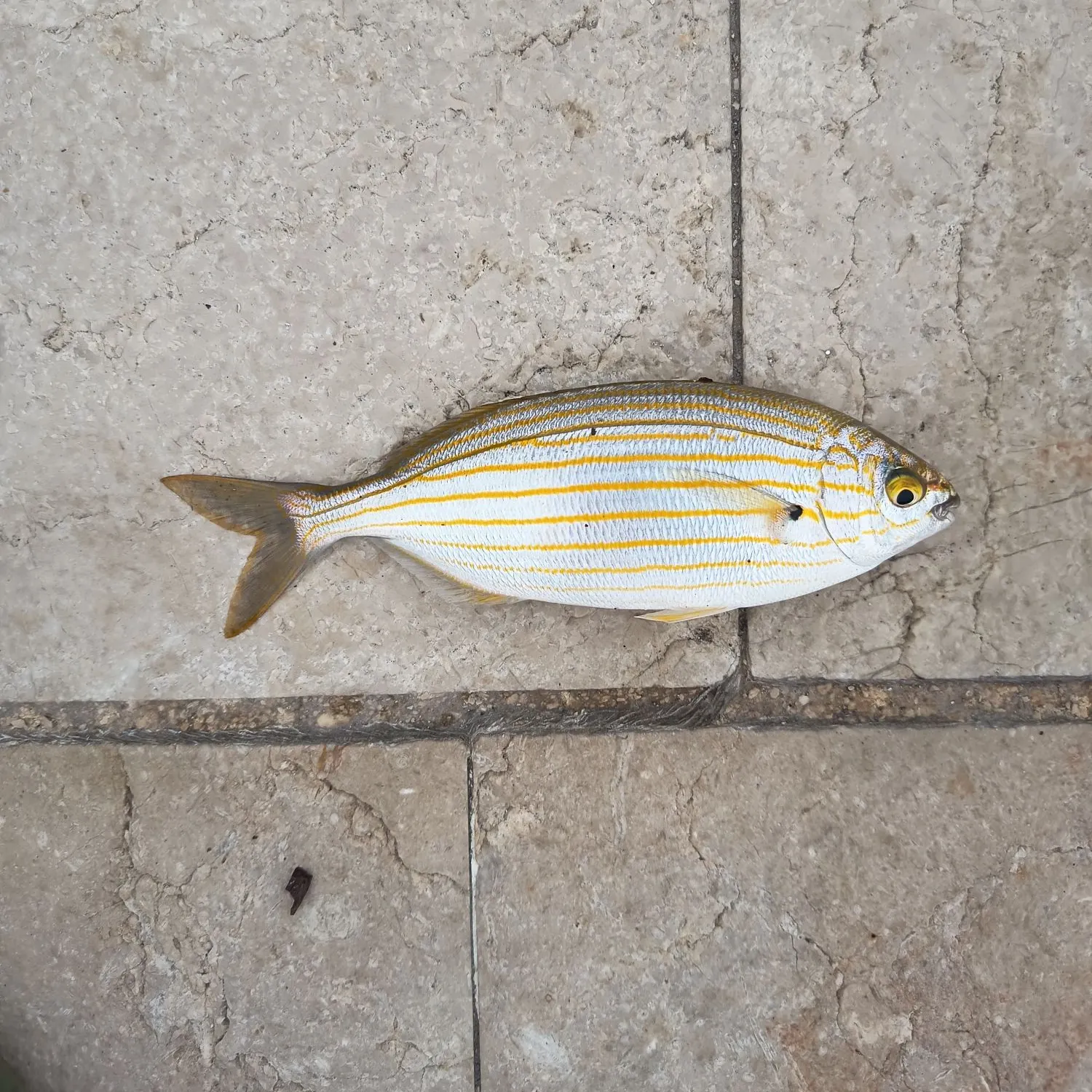 The most recent Salema porgy catches on Fishbrain