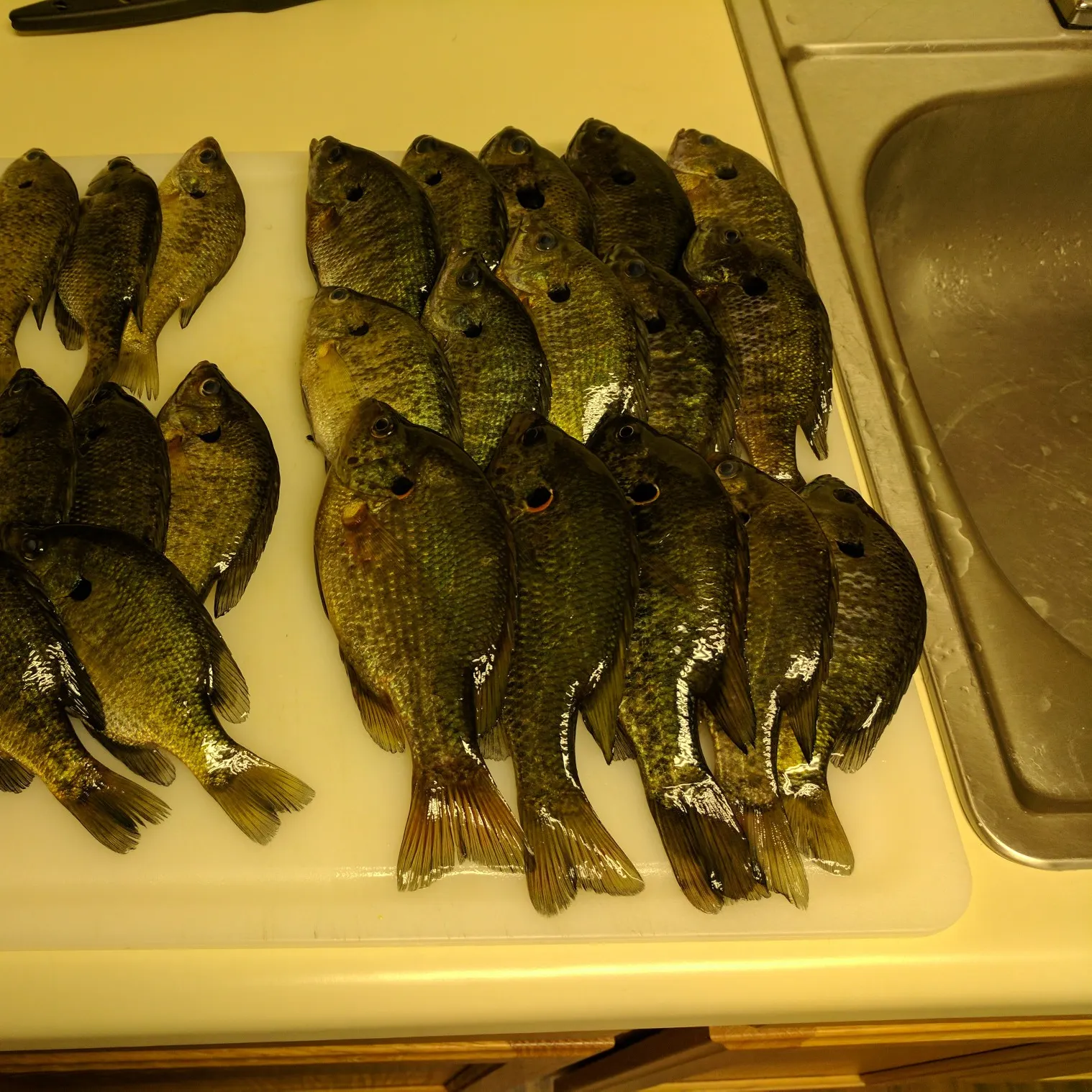 recently logged catches