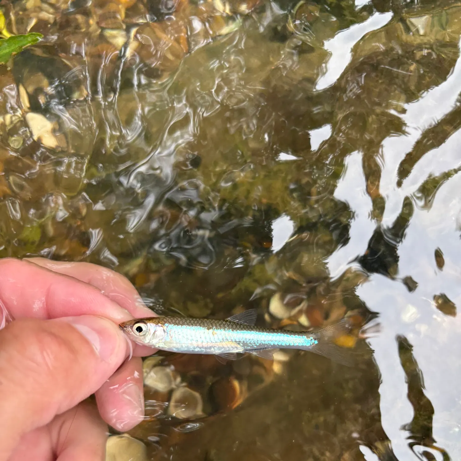 The most recent Silverstripe shiner catches on Fishbrain