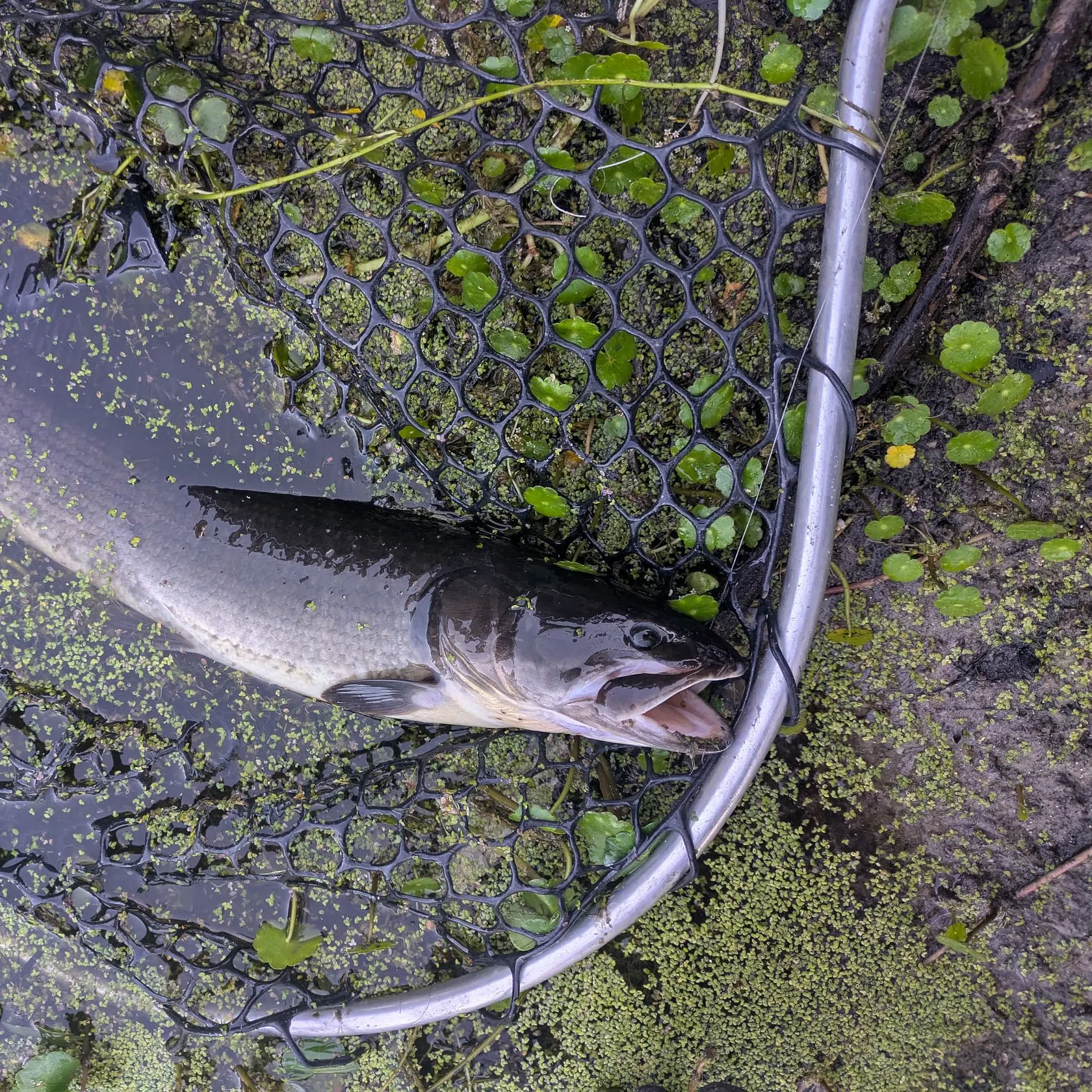 The most recent Eyetail bowfin catches on Fishbrain