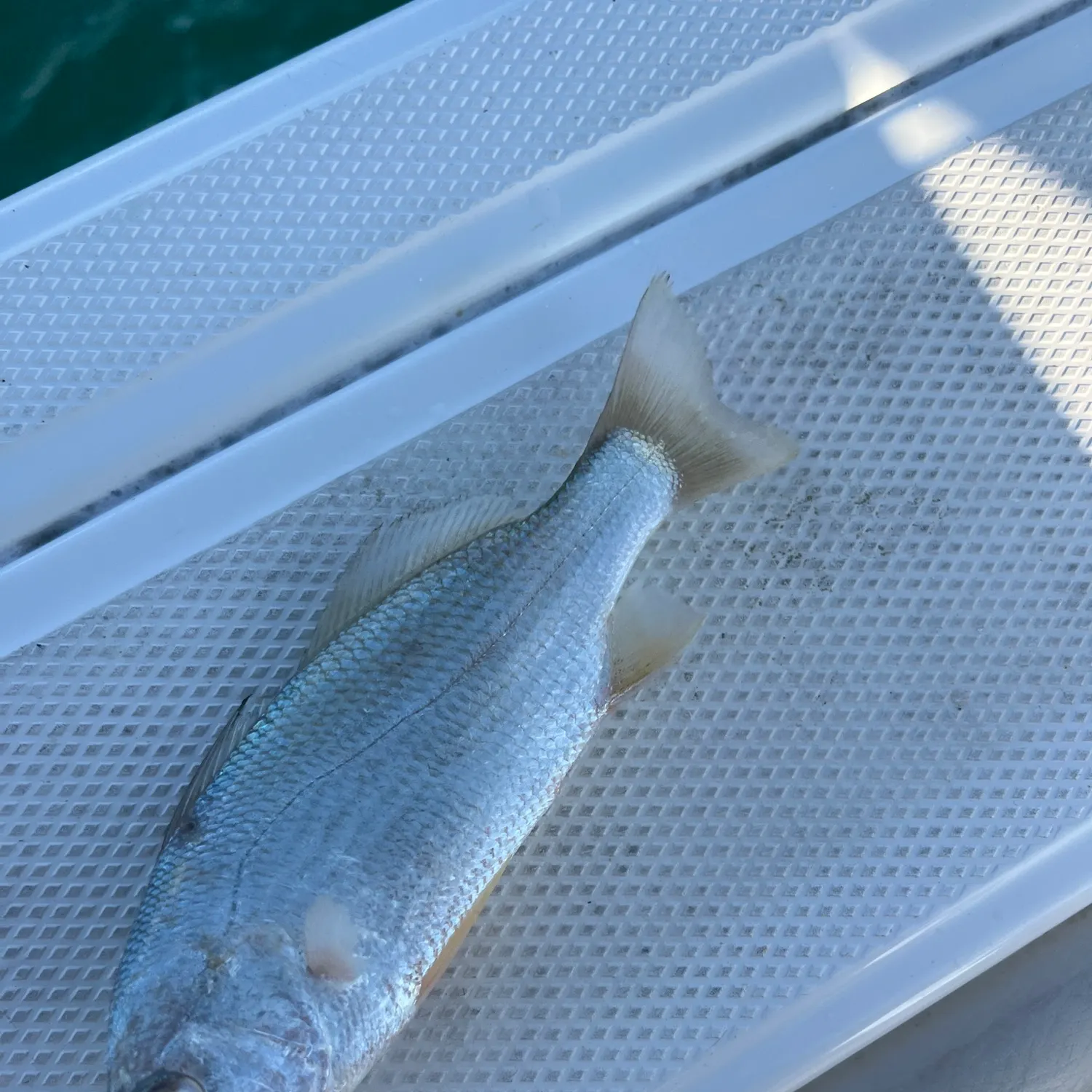 The most recent Silver perch catches on Fishbrain