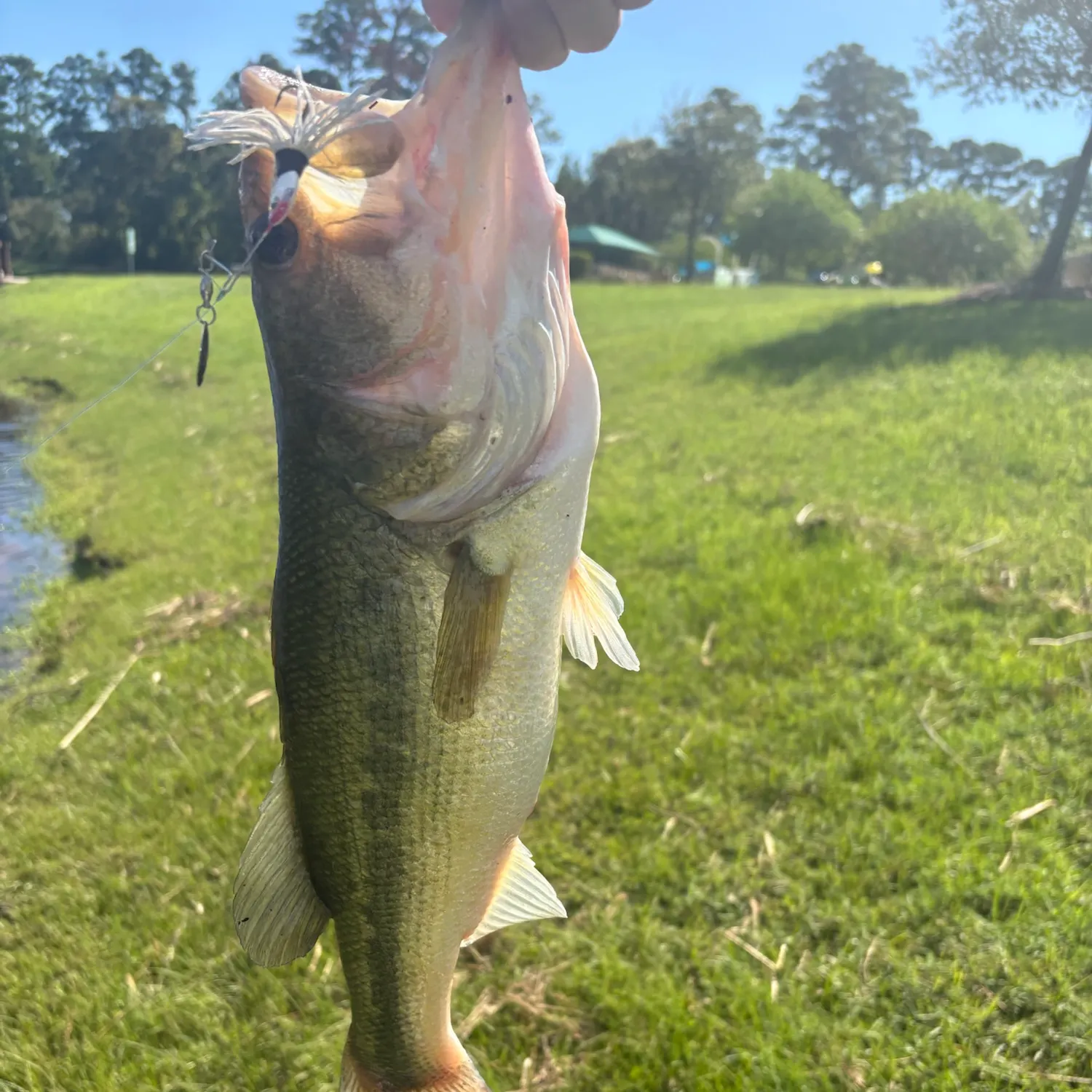 Fish caught on Fishbrain