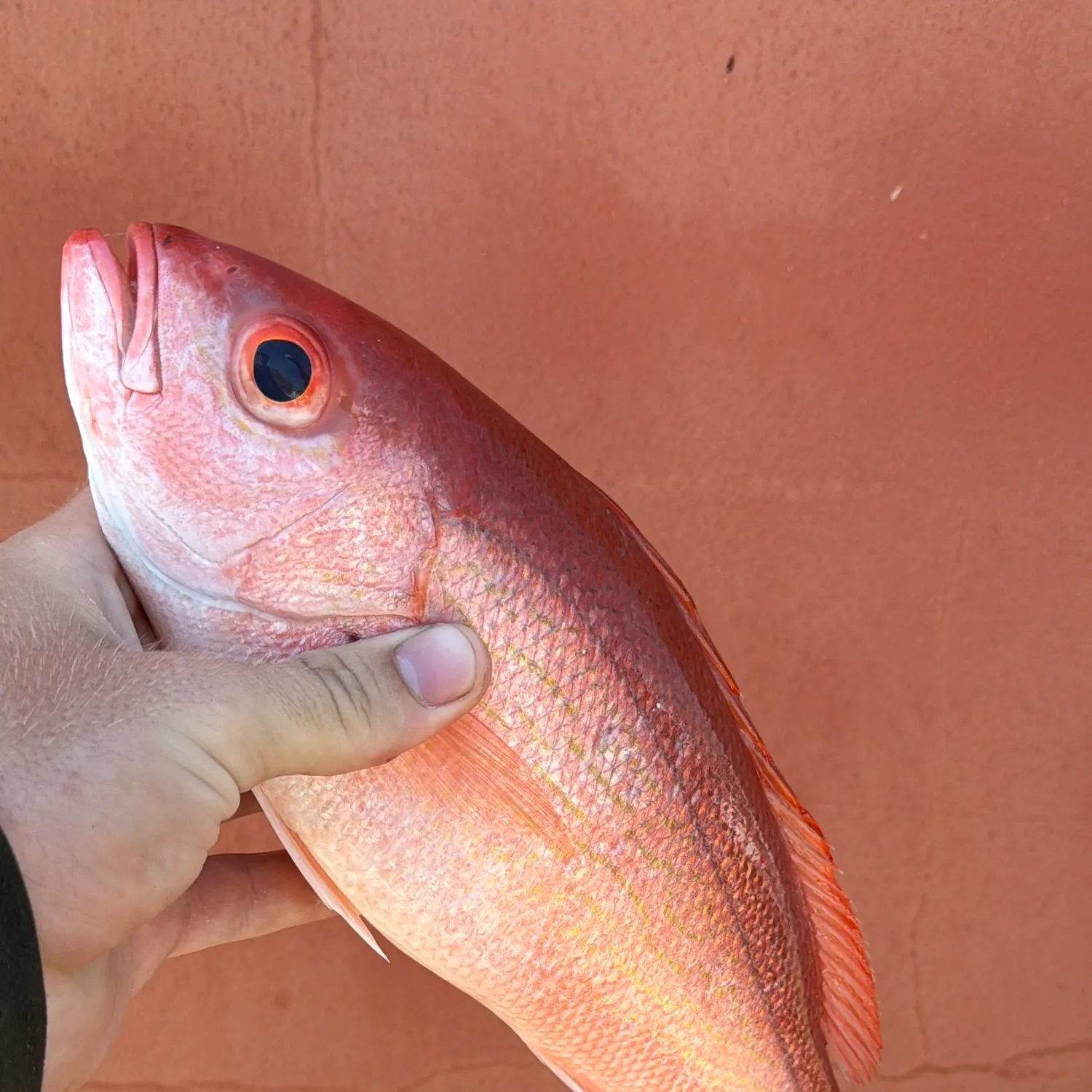 The most recent Vermilion snapper catches on Fishbrain