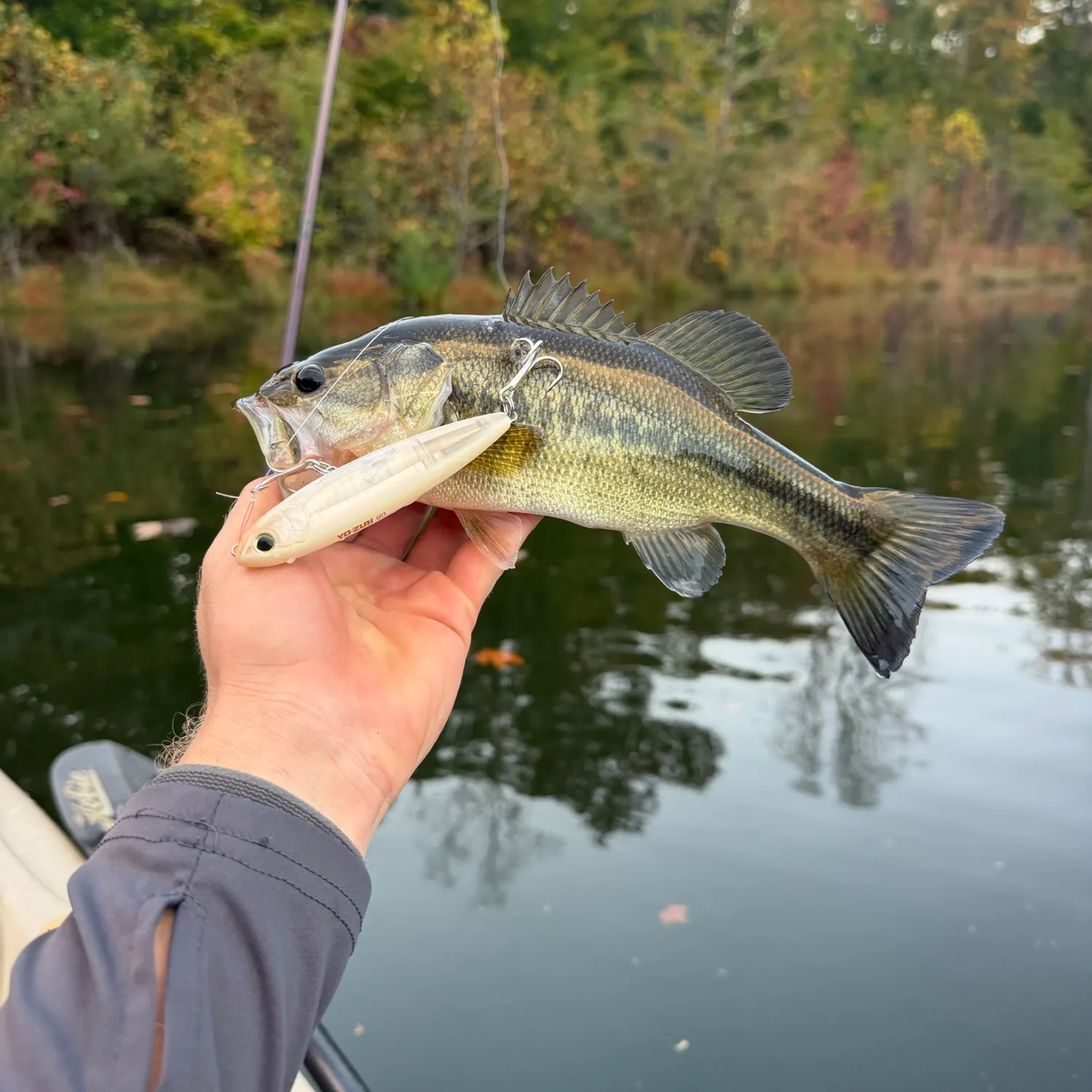 Largemouth bass caught on Fishbrain