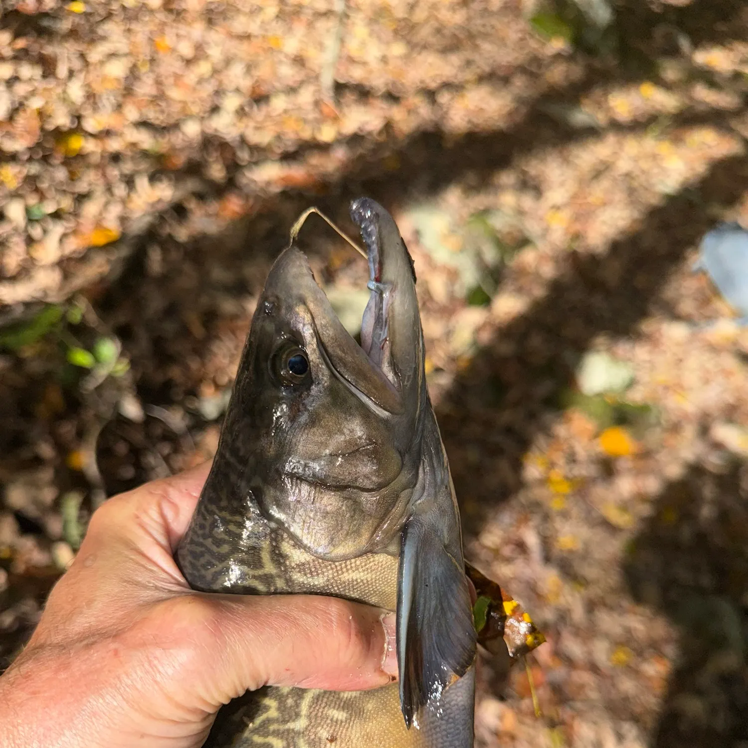Tiger trout caught on Fishbrain