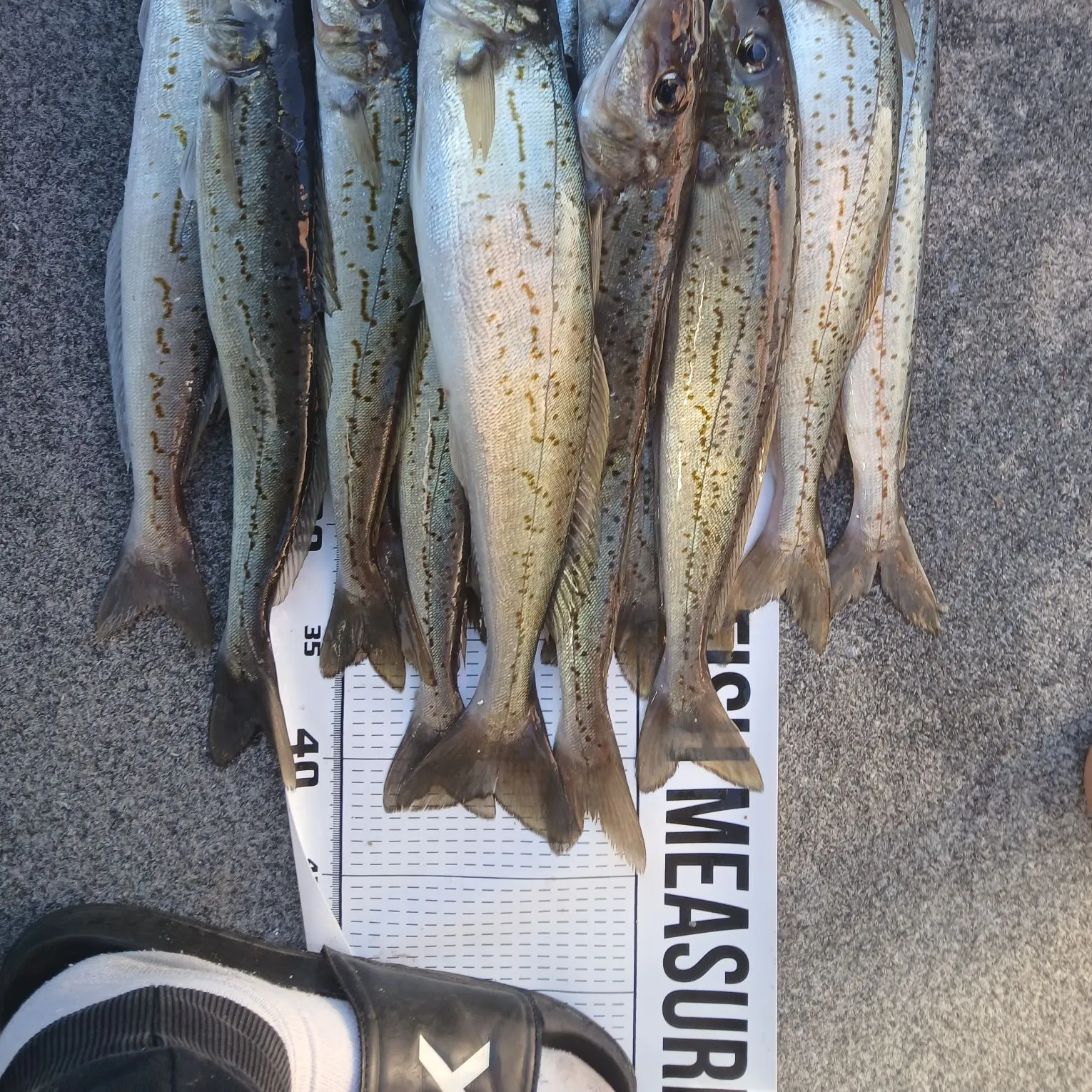 recently logged catches