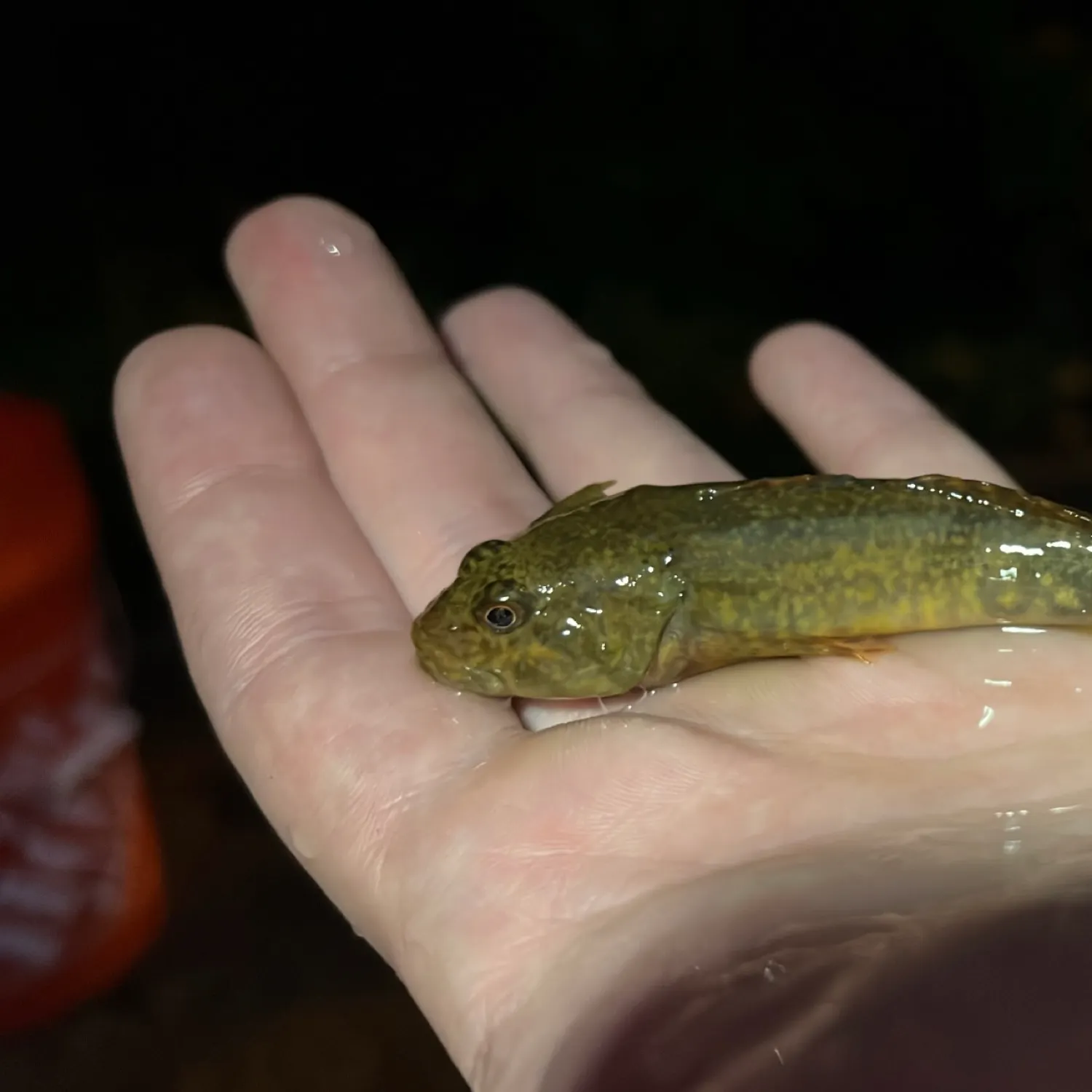 The most popular recent Slimy sculpin catch on Fishbrain