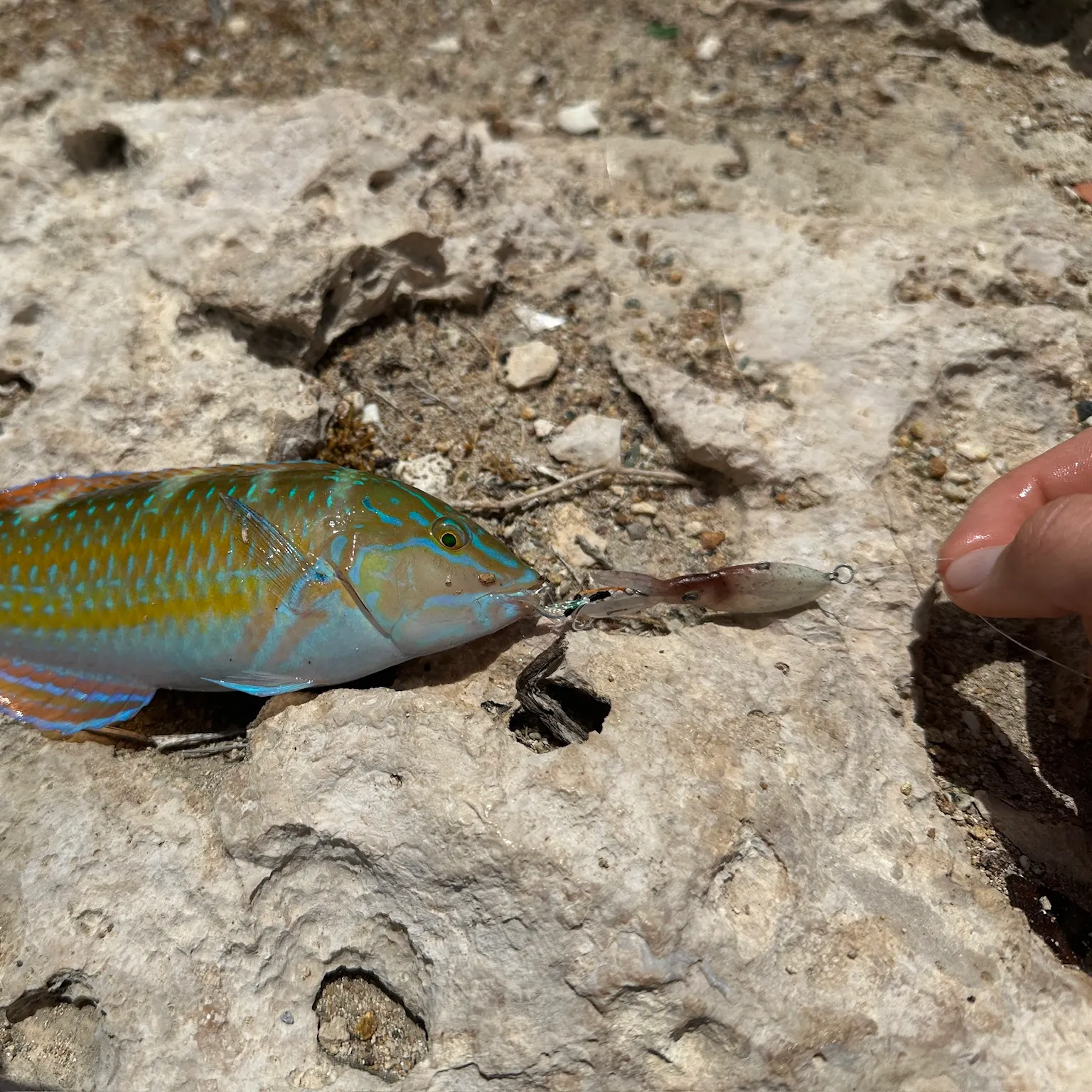 The most recent Bluespotted wrasse catches on Fishbrain
