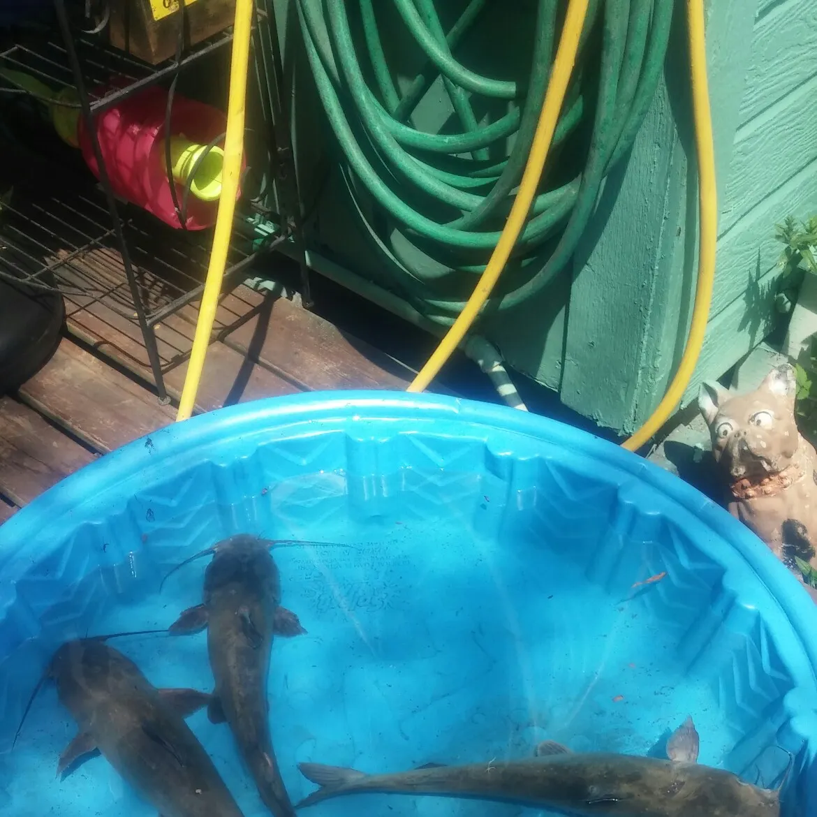 Channel catfish caught on Fishbrain