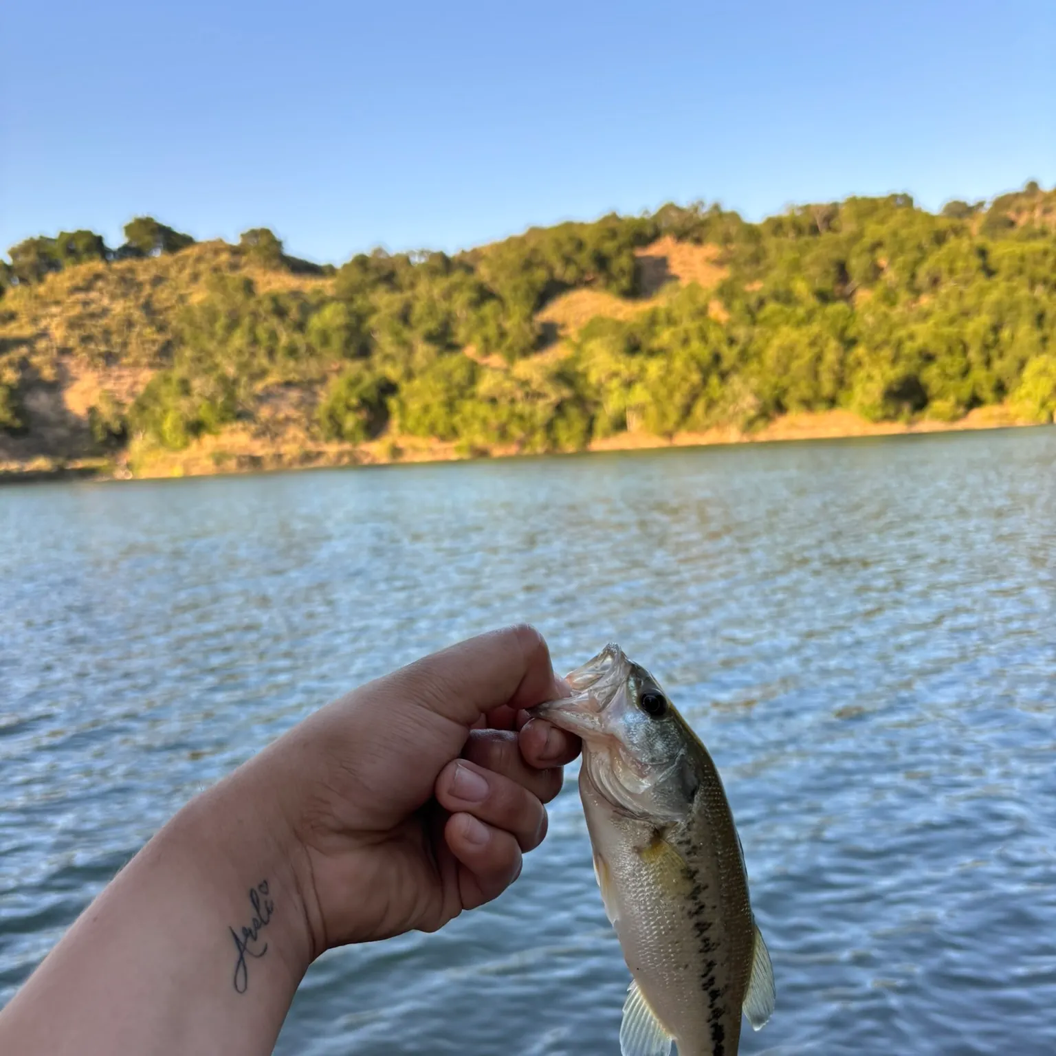 angler catch
