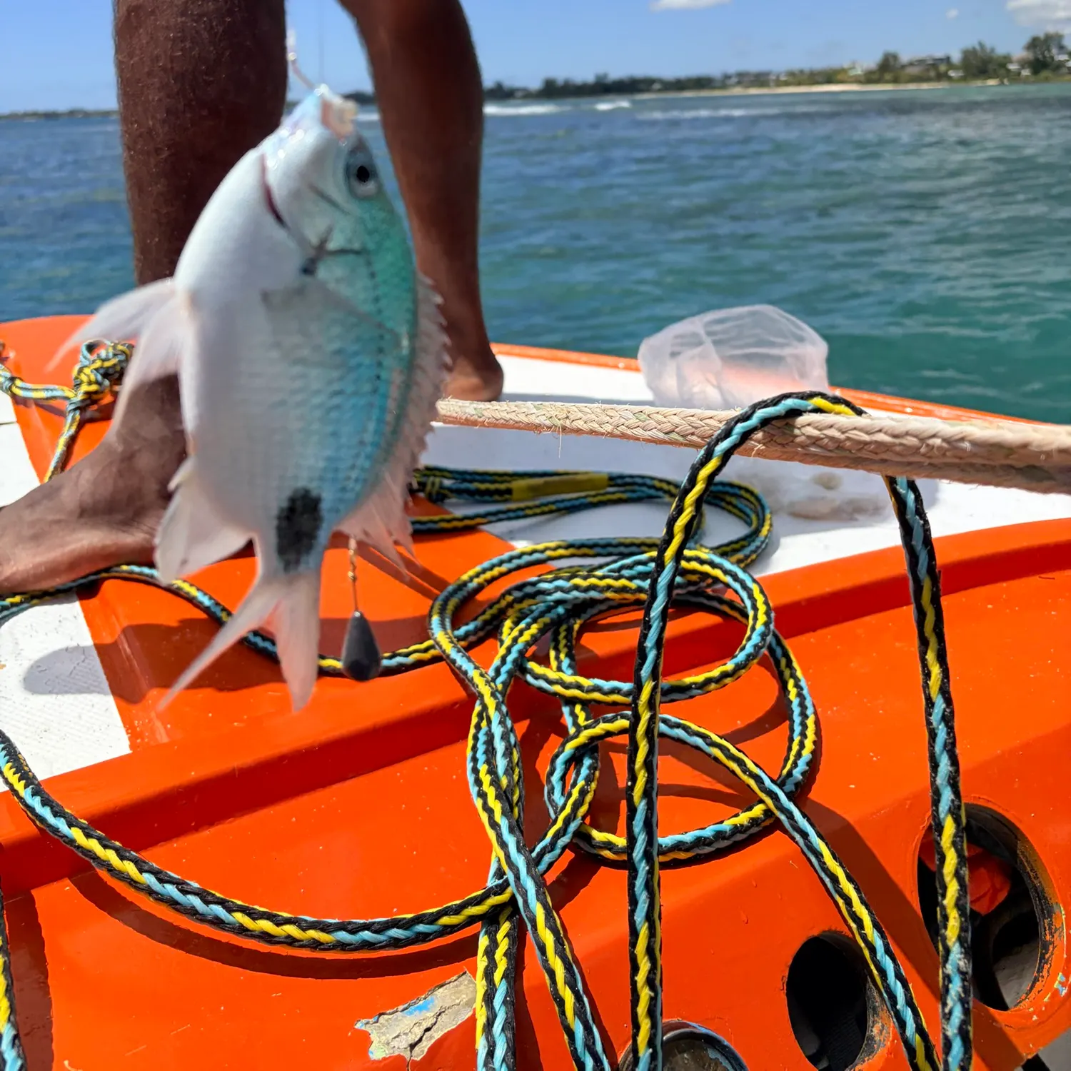 The most recent Blue green damselfish catches on Fishbrain