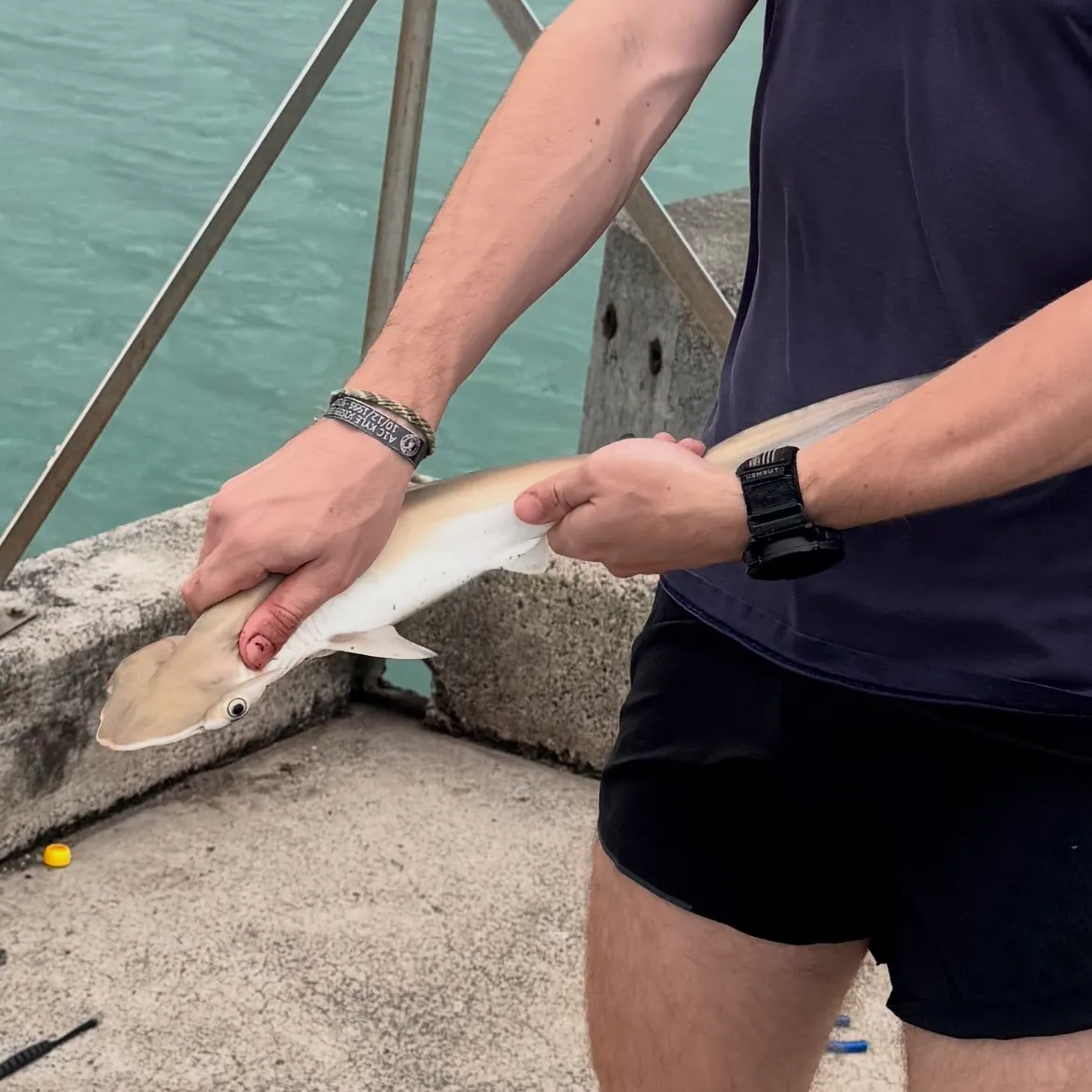 The most recent Scalloped hammerhead shark catches on Fishbrain