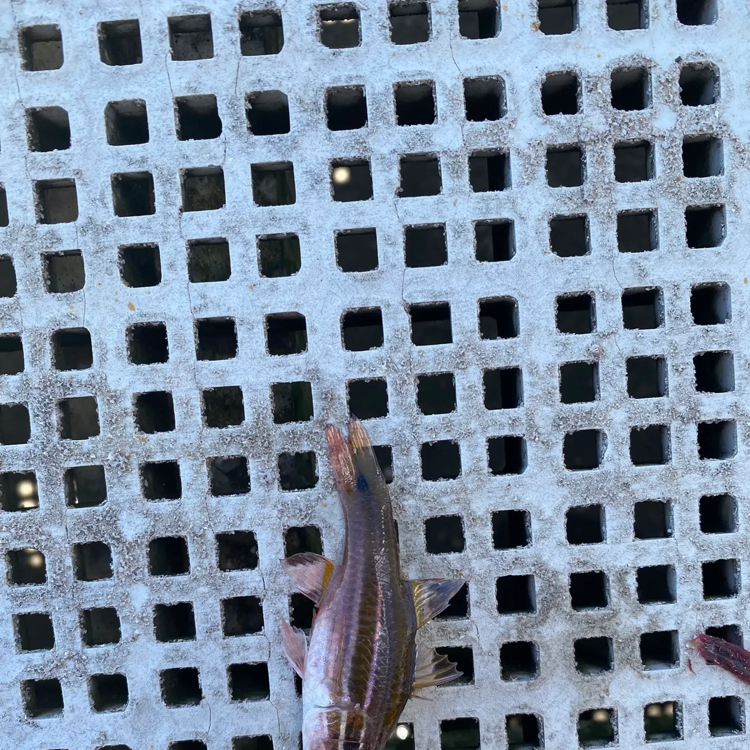 The most recent Sydney cardinalfish catches on Fishbrain