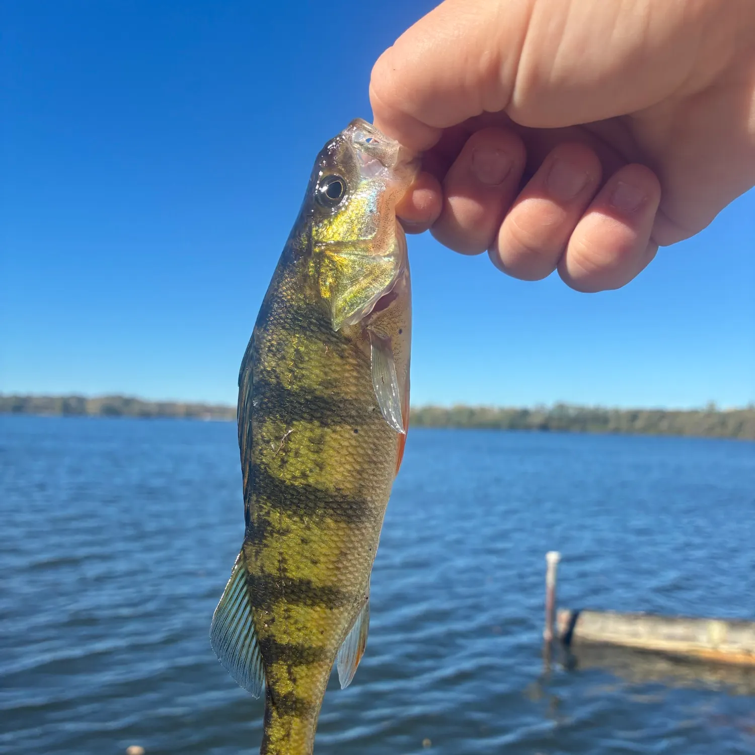 Yellow perch caught on Fishbrain