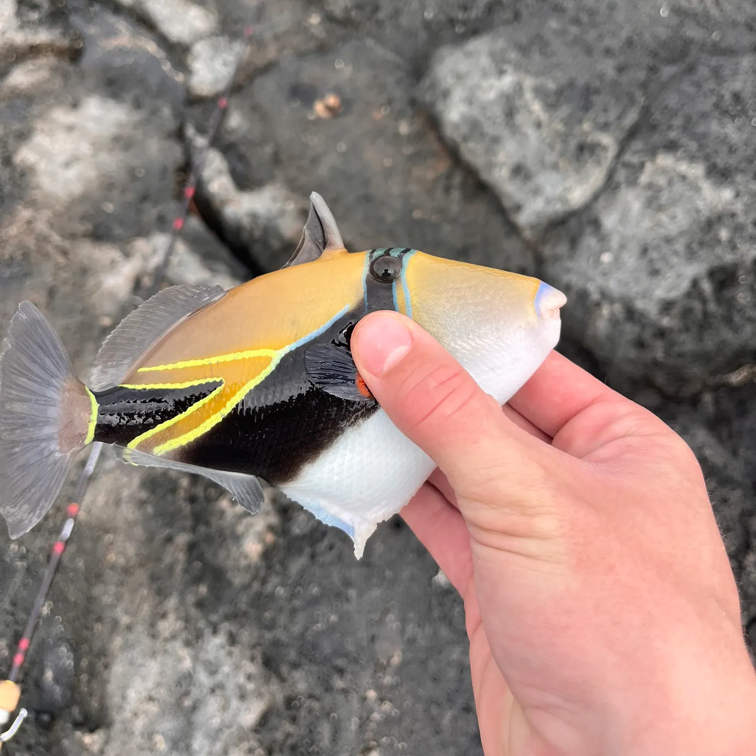 The most recent Wedge-tail triggerfish catches on Fishbrain