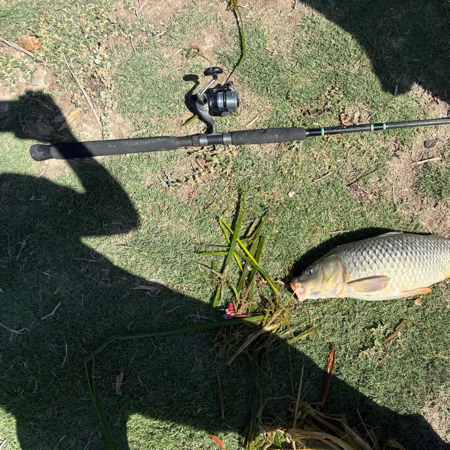 Common carp caught on Fishbrain