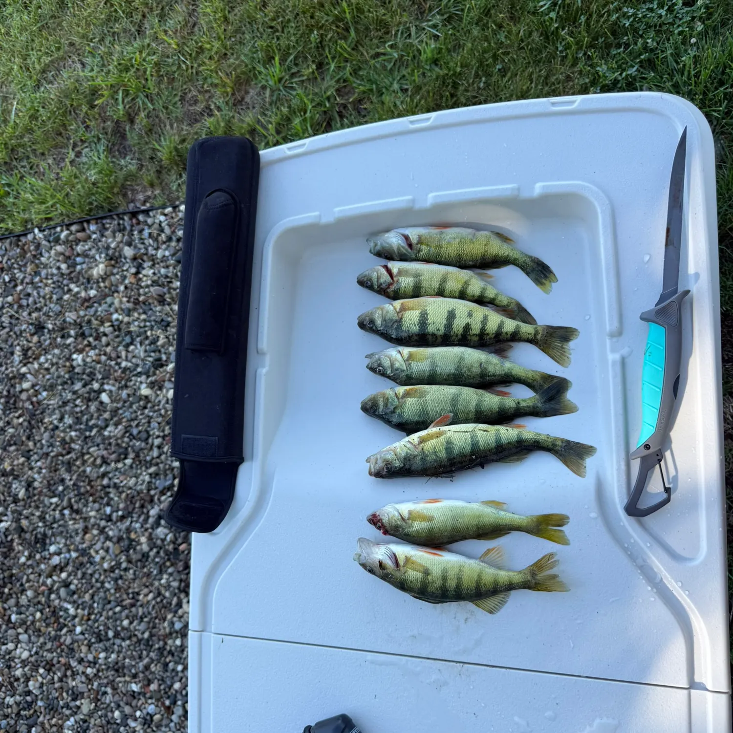 Yellow perch caught on Fishbrain