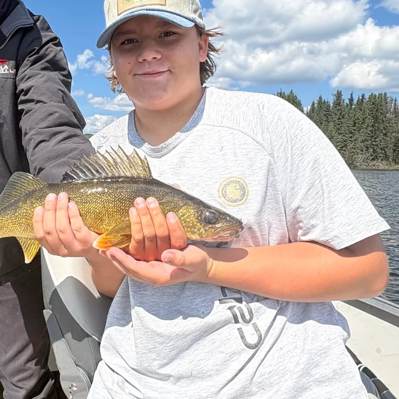 Walleye caught on Fishbrain