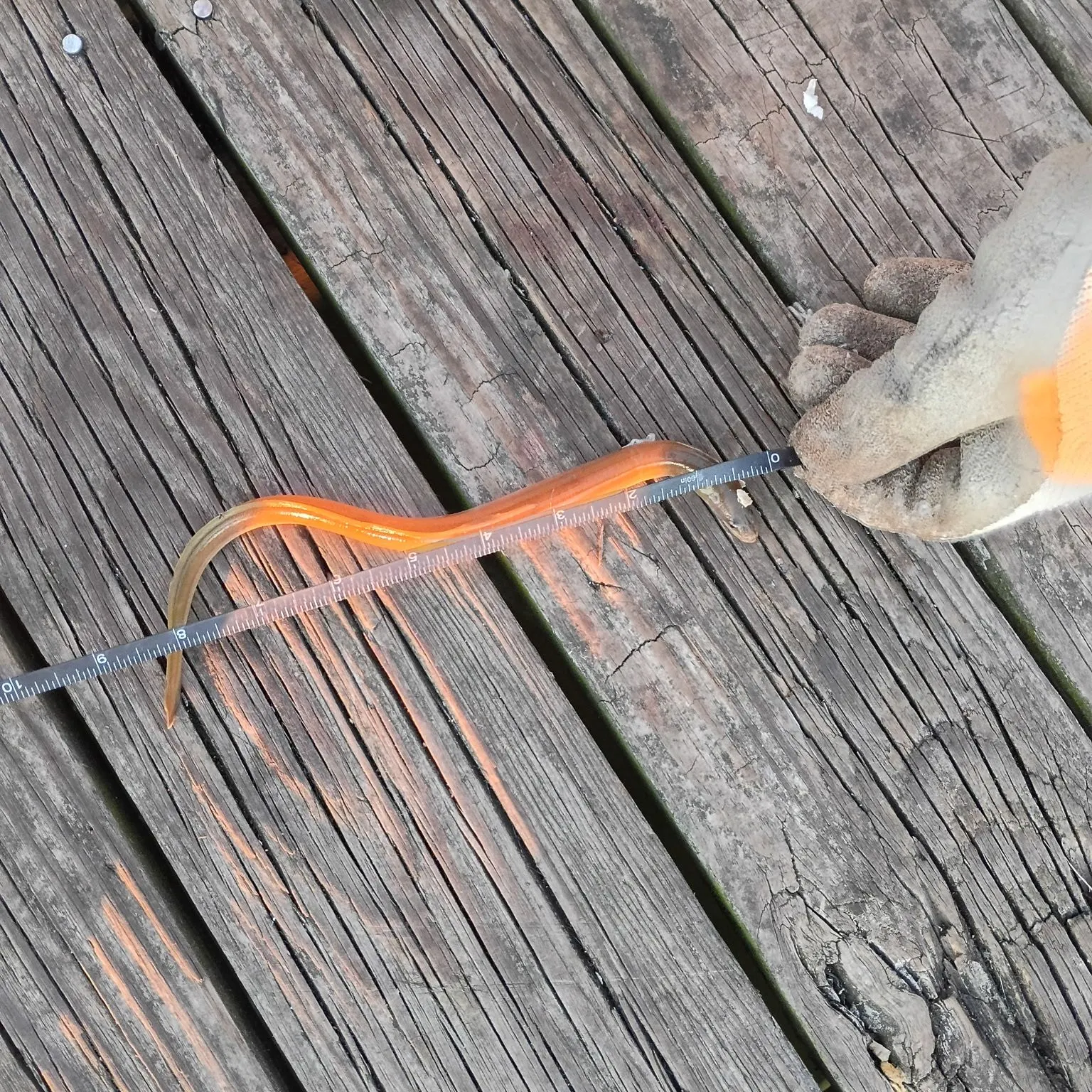 American eel caught on Fishbrain