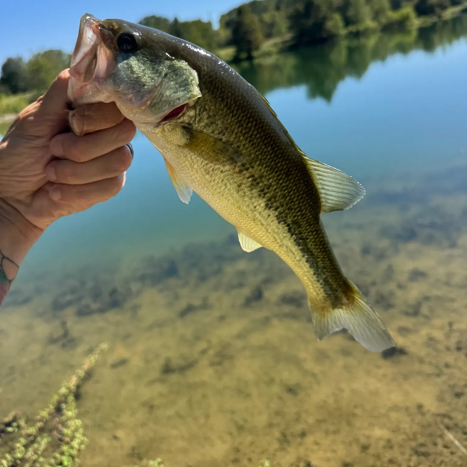 Largemouth bass caught on Fishbrain