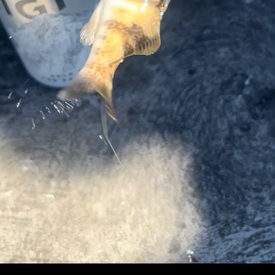 Spotted sand bass caught on Fishbrain