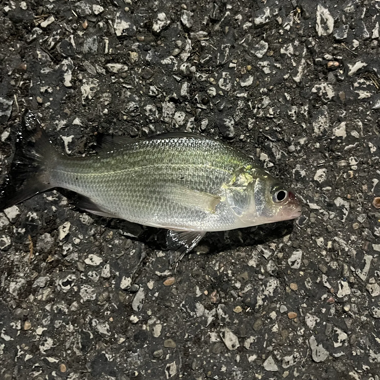 White perch caught on Fishbrain