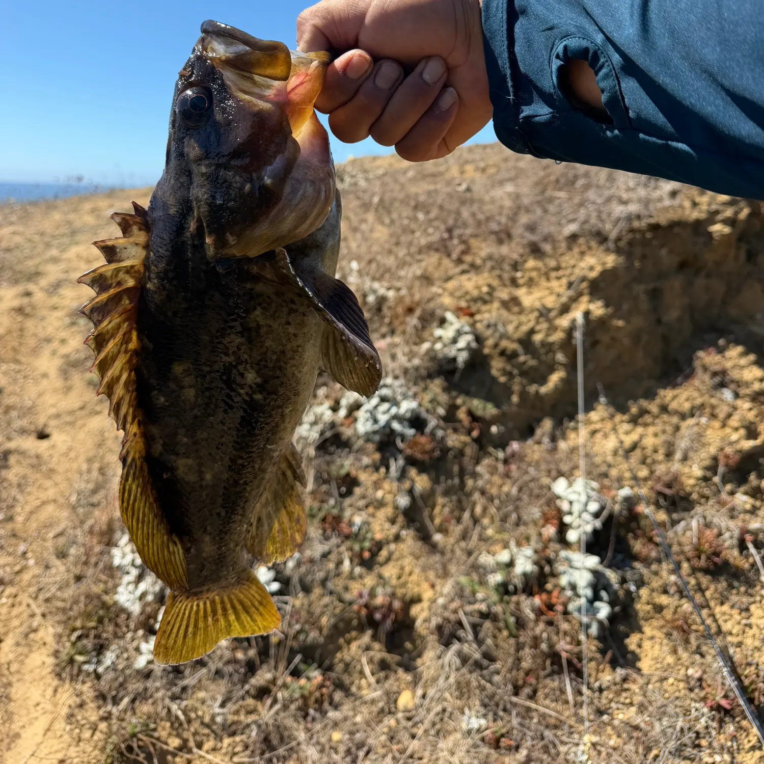 Grass rockfish caught on Fishbrain