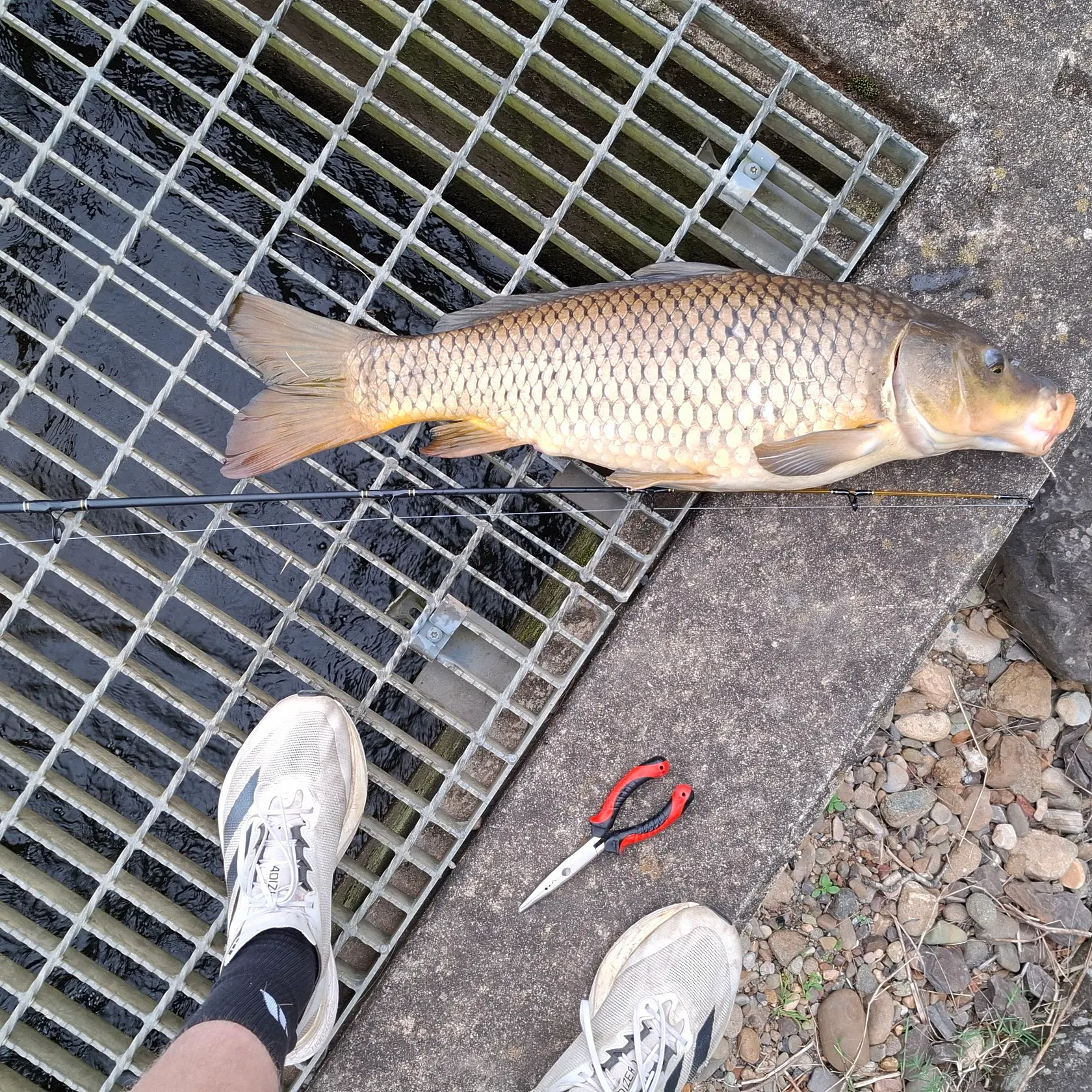 Common carp caught on Fishbrain