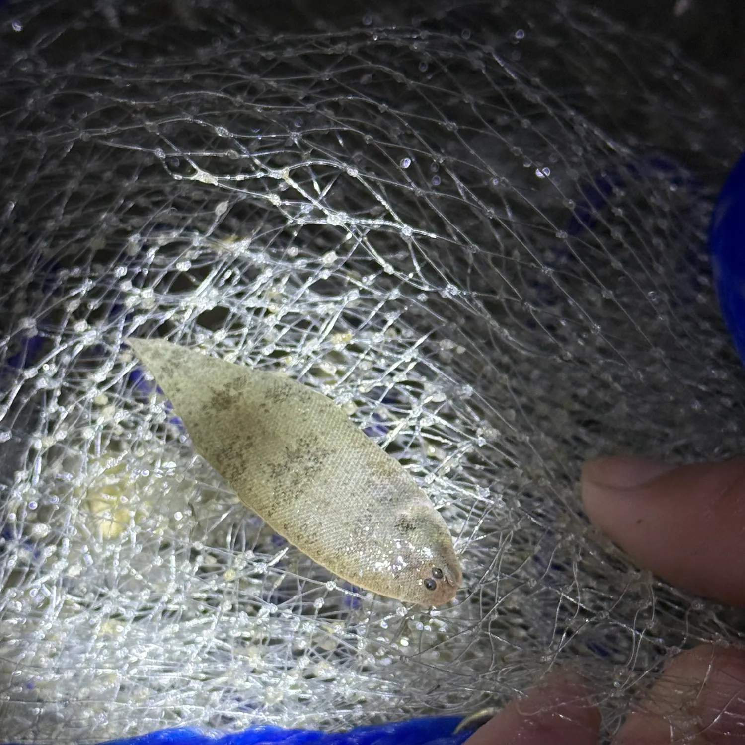 The most recent Blackcheek tonguefish catches on Fishbrain
