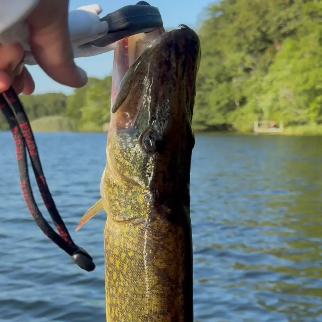 Chain pickerel caught on Fishbrain