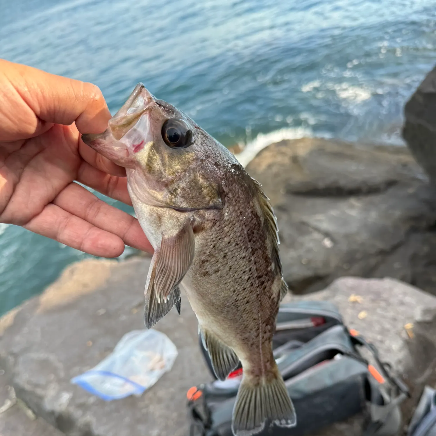 Black rockfish caught on Fishbrain