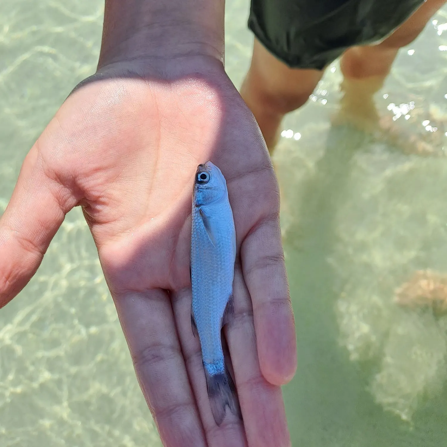 The most recent Thicklip grey mullet catches on Fishbrain
