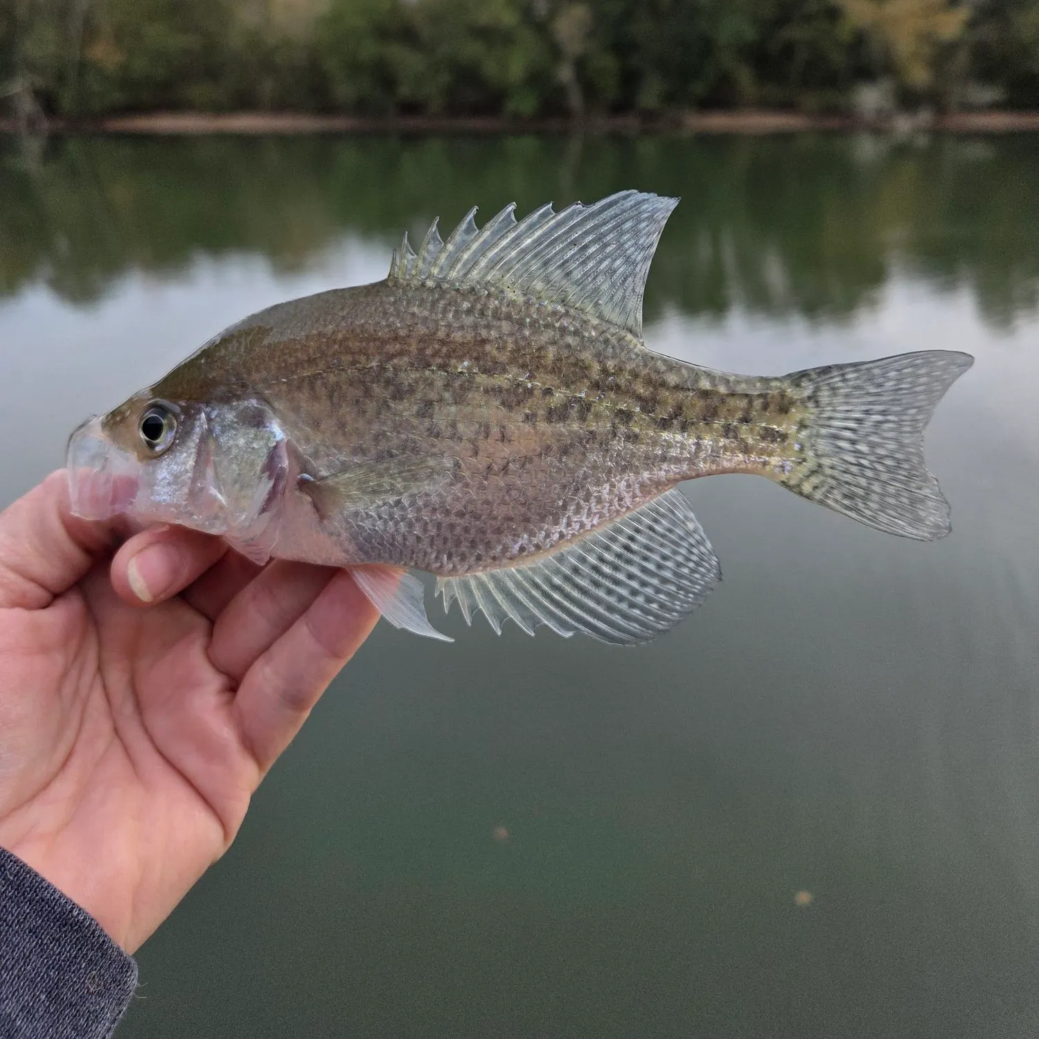 The most recent Black crappie catches on Fishbrain