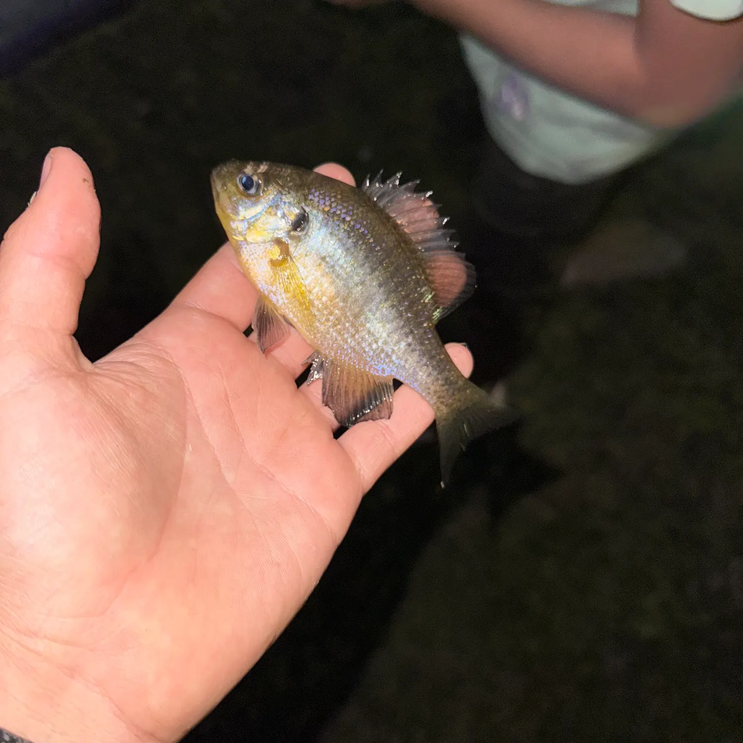 The most recent Bluegill catches on Fishbrain