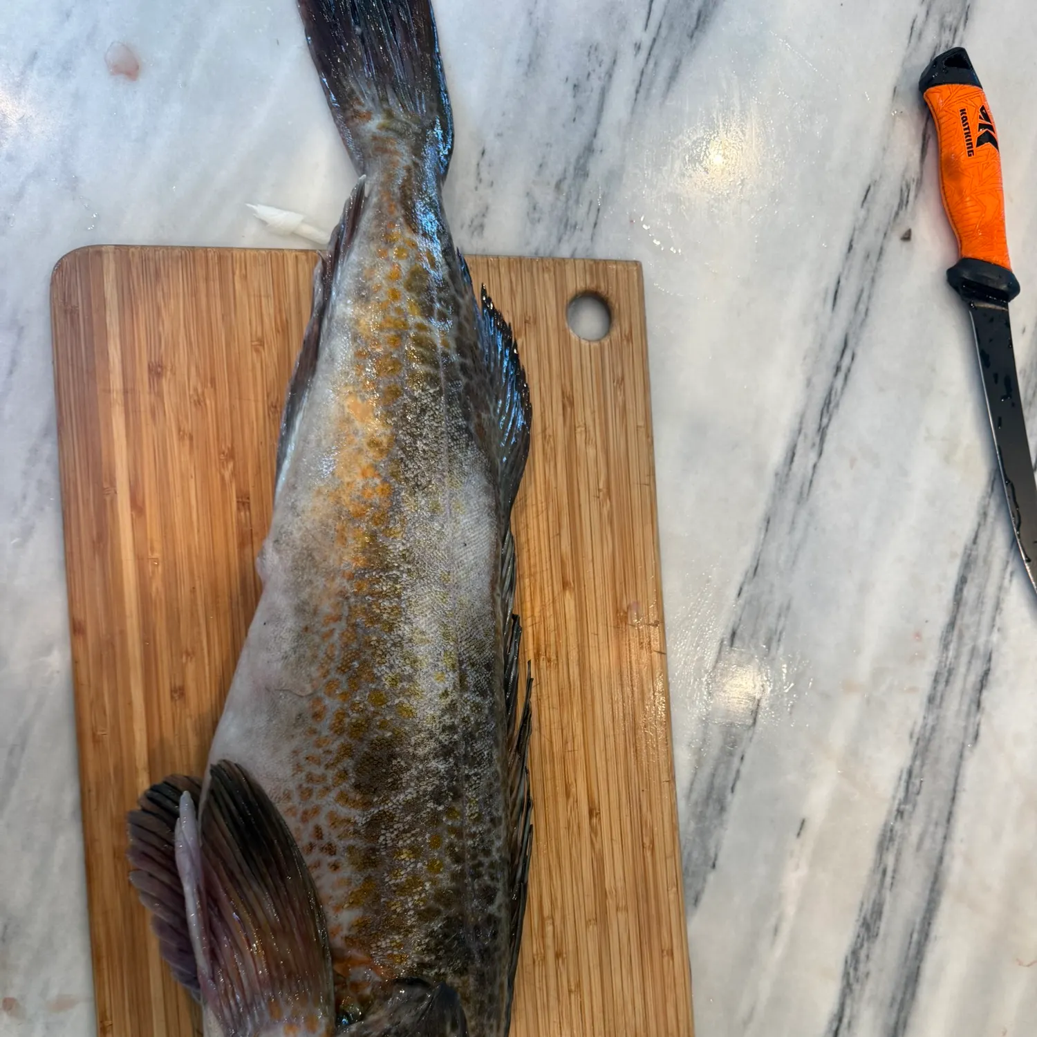 The most recent Lingcod catches on Fishbrain