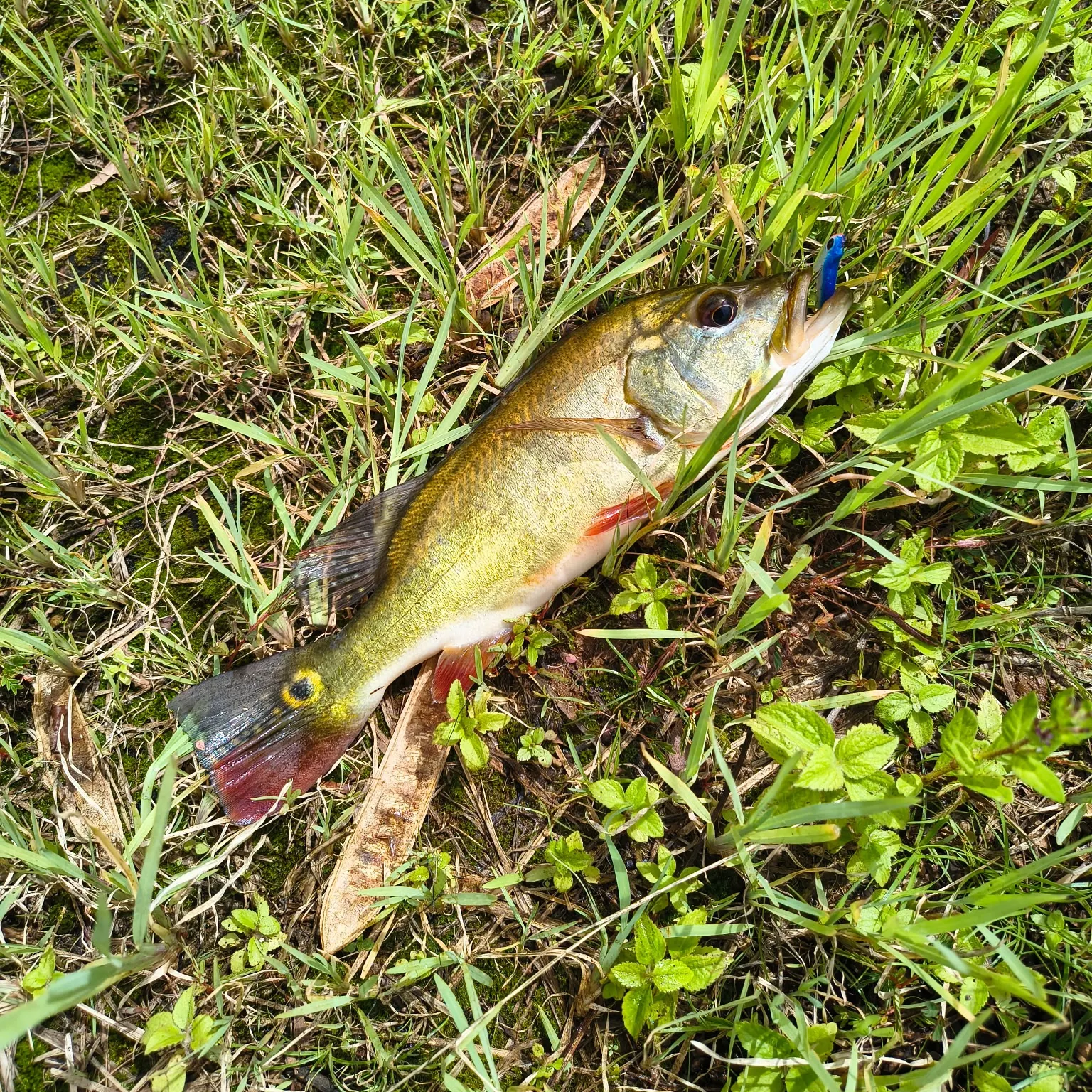 Butterfly peacock bass caught on Fishbrain
