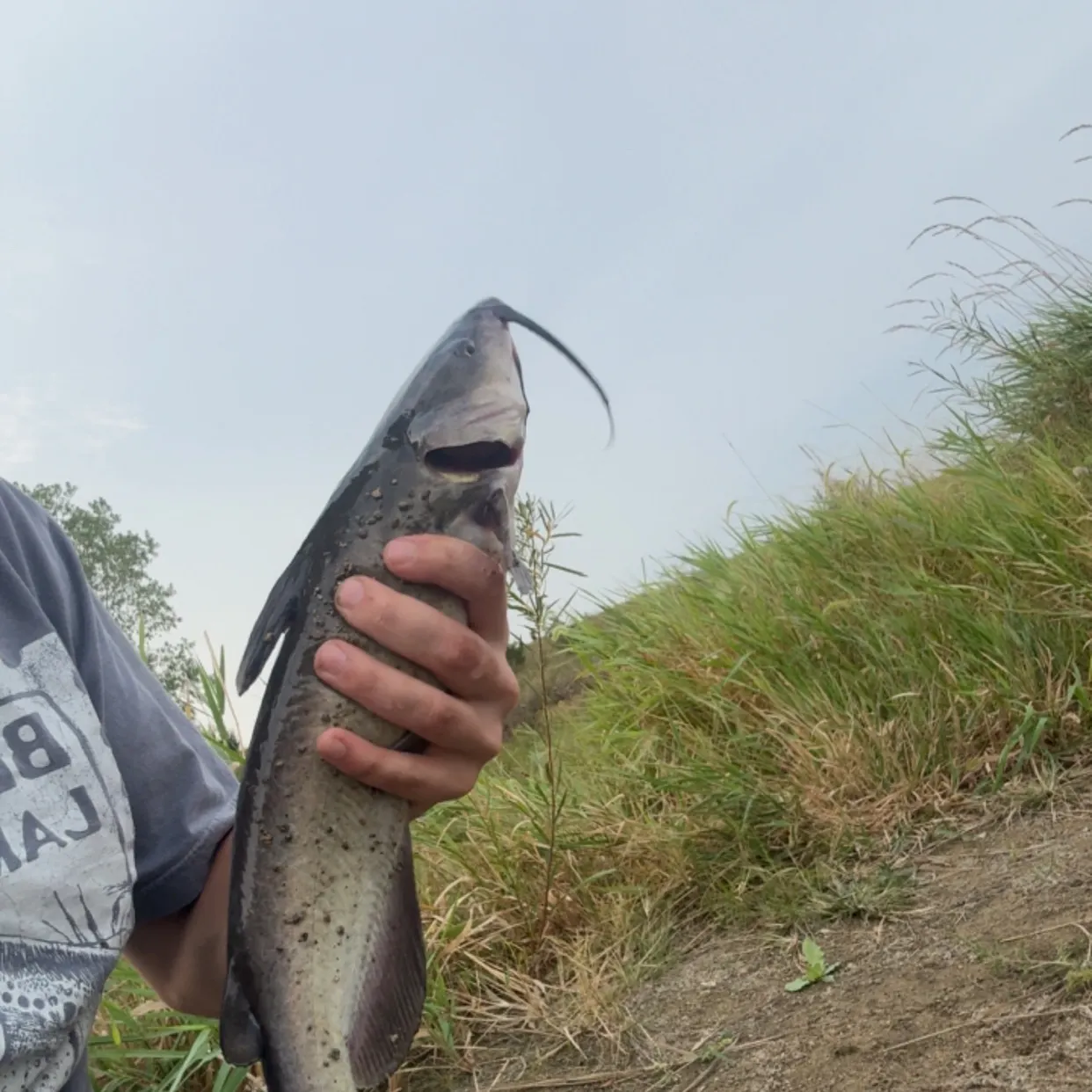 Channel catfish caught on Fishbrain