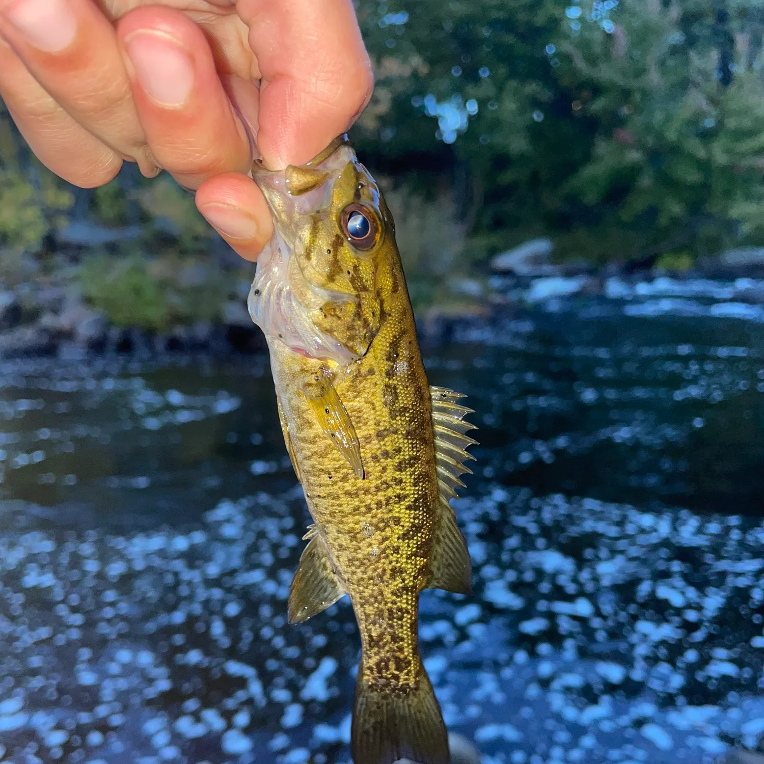 Smallmouth bass caught on Fishbrain