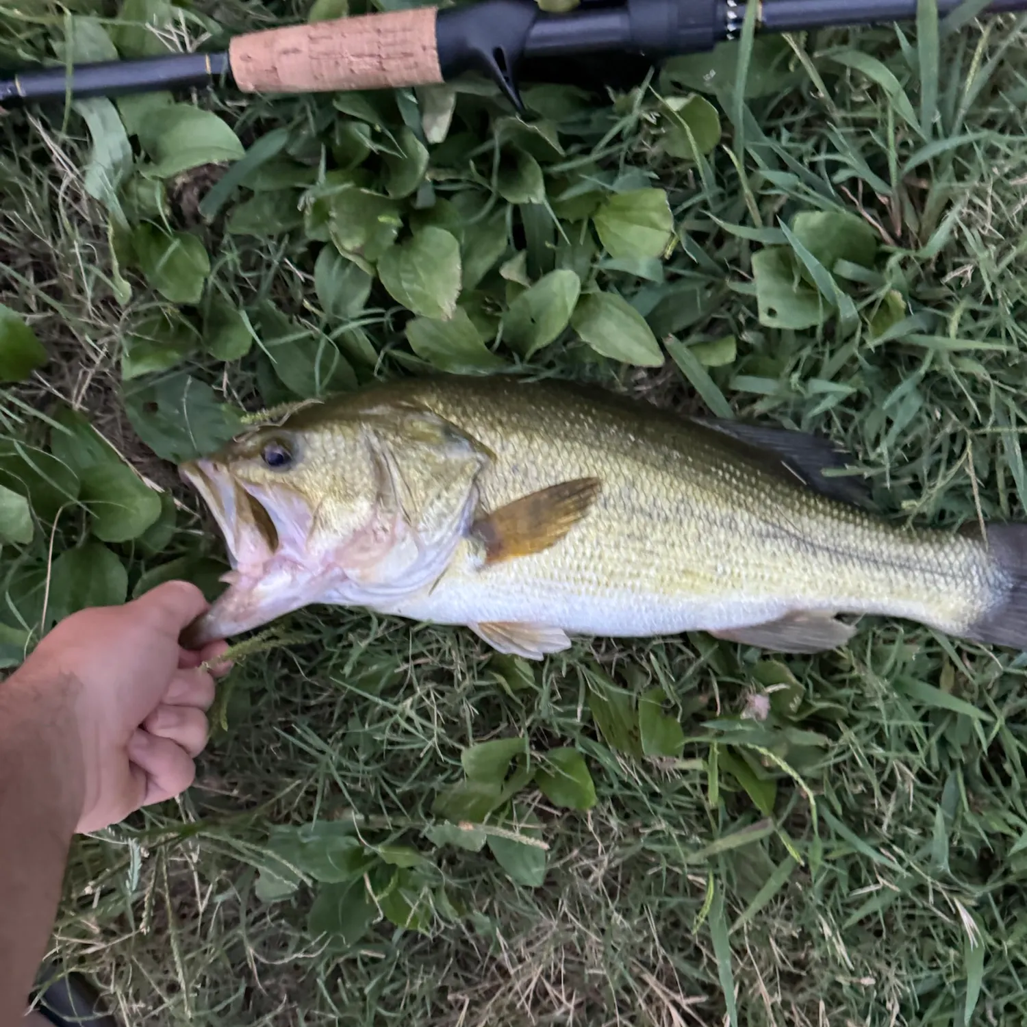 Largemouth bass caught on Fishbrain