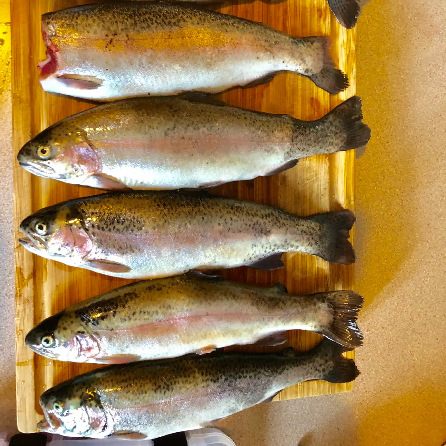 recently logged catches