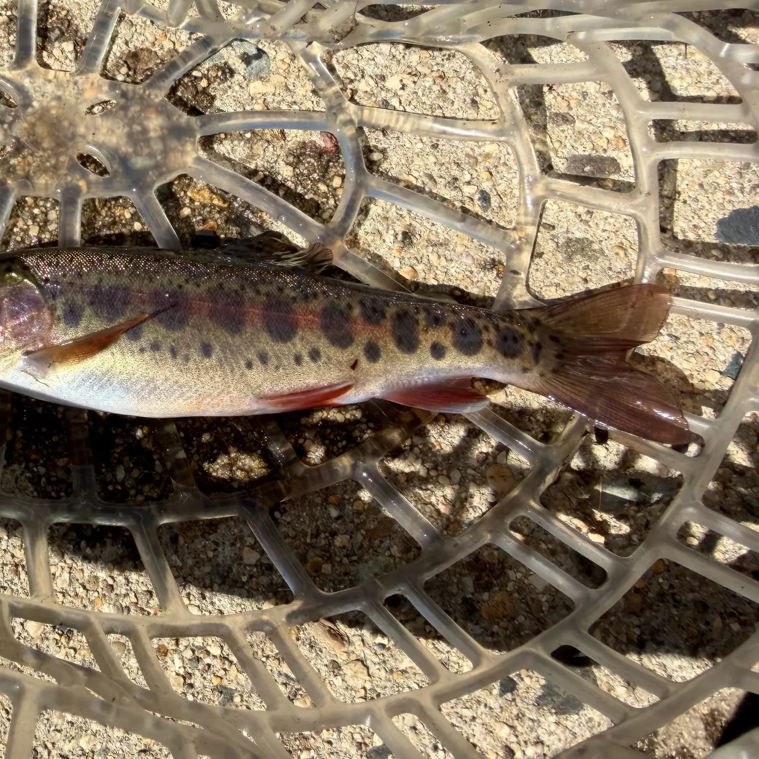 Rainbow trout caught on Fishbrain