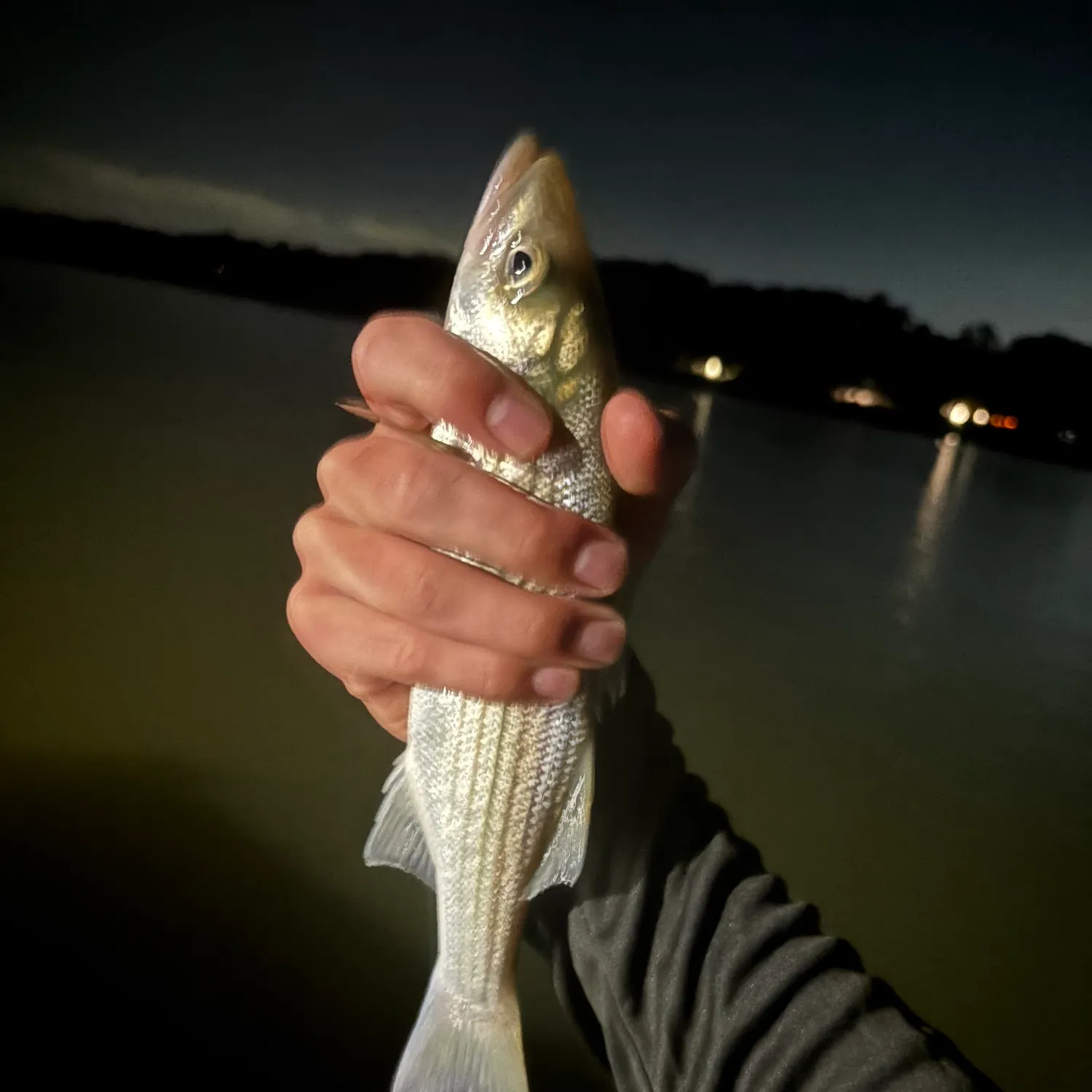 Striped bass caught on Fishbrain