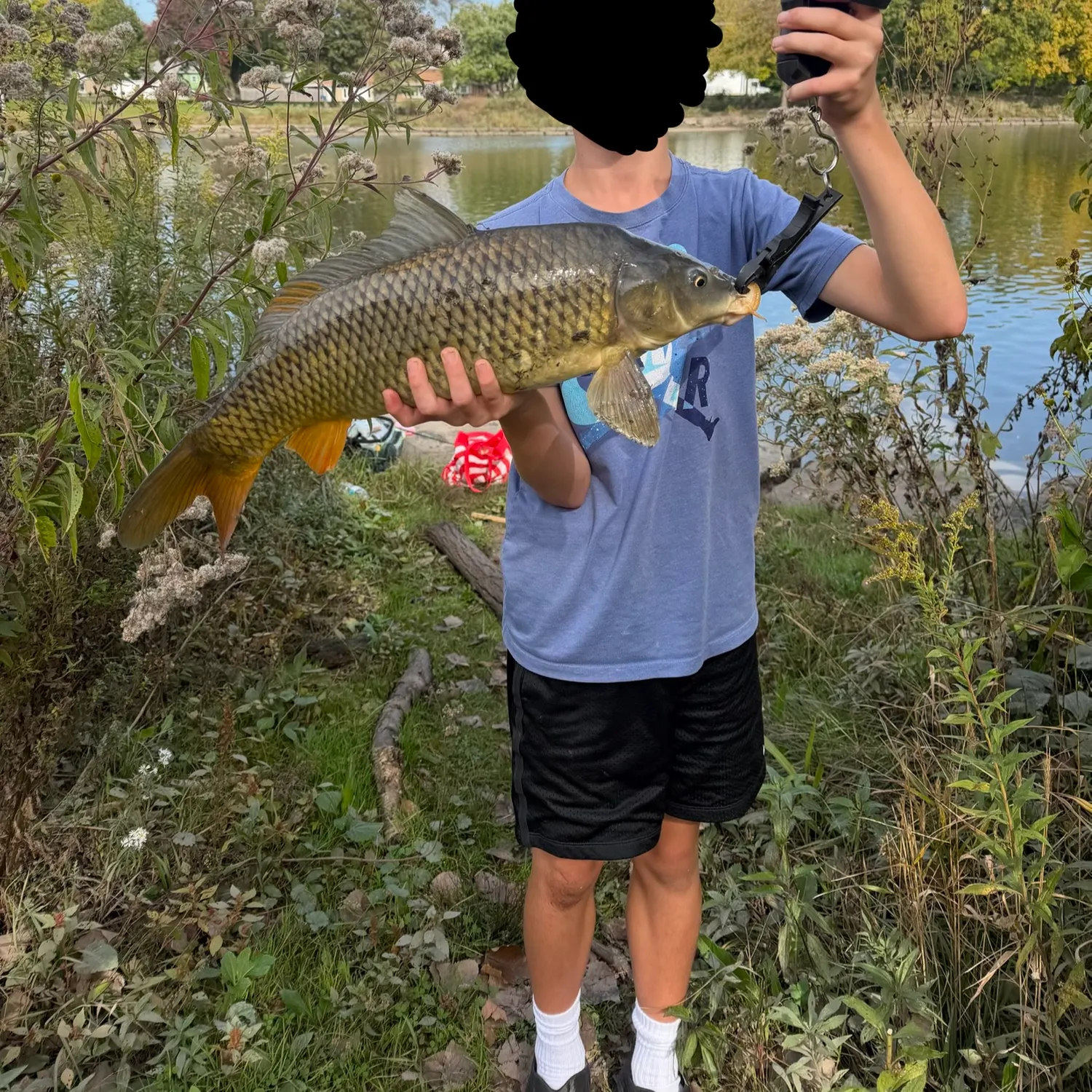 Common carp caught on Fishbrain
